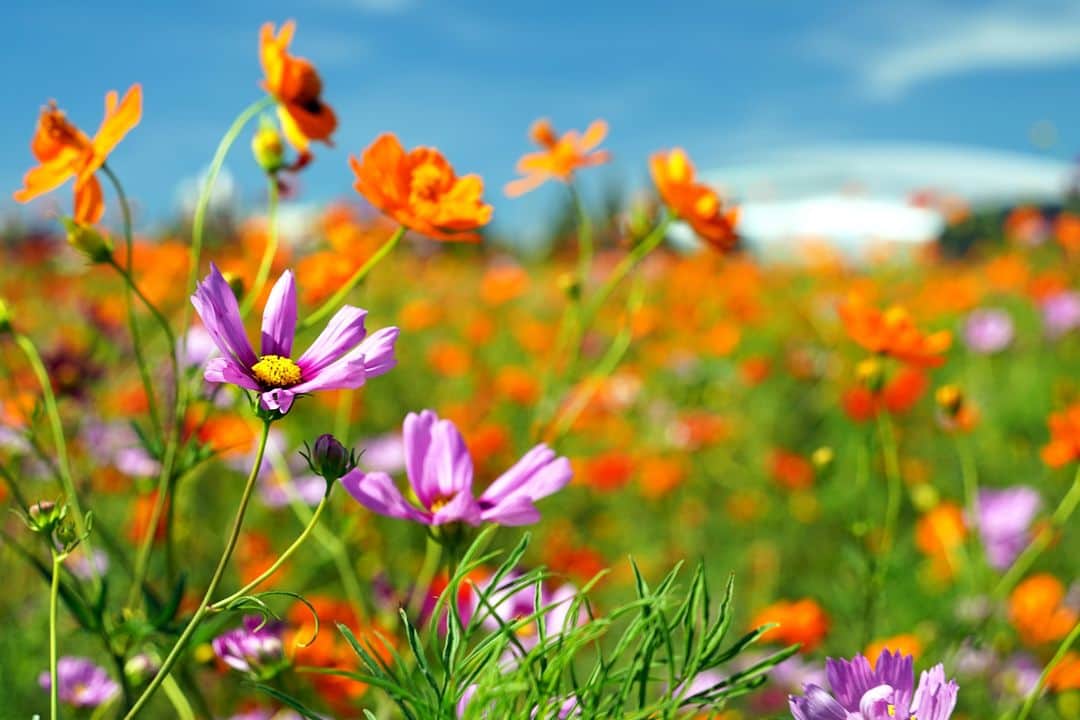 平塚市さんのインスタグラム写真 - (平塚市Instagram)「馬入のコスモスが見頃です✨ オレンジ色が青空に映え、少しずつ秋の訪れを感じます。 今年は例年より開花が早く、摘み取りイベントも開催されるそうですので、お早めにご覧ください❗ ■コスモス摘み取りイベント 9月12日（火）9時30分～11時 9月15日（金）9時30分～11時 ※ハサミは各自持参、雨天中止  #手をつなぎたくなる街 #hiratsukagood #hiratsuka　#平塚 #kanagawaphotoclub #湘南　#shonan #季節の花 #季節の花を楽しむ #コスモス　#コスモス畑　#秋桜　#花撮り人　#秋の花 #花畑　#お花畑　#馬入のお花畑　#イシックス馬入のお花畑 #はなまっぷ #ザ花部 #花の写真館 #花のある暮らし #best_moments_flora　 #mst_flower #今日もお疲れ様でした #instagramjapan　#igersjp　#japanphoto」9月6日 17時00分 - hiratsukagood