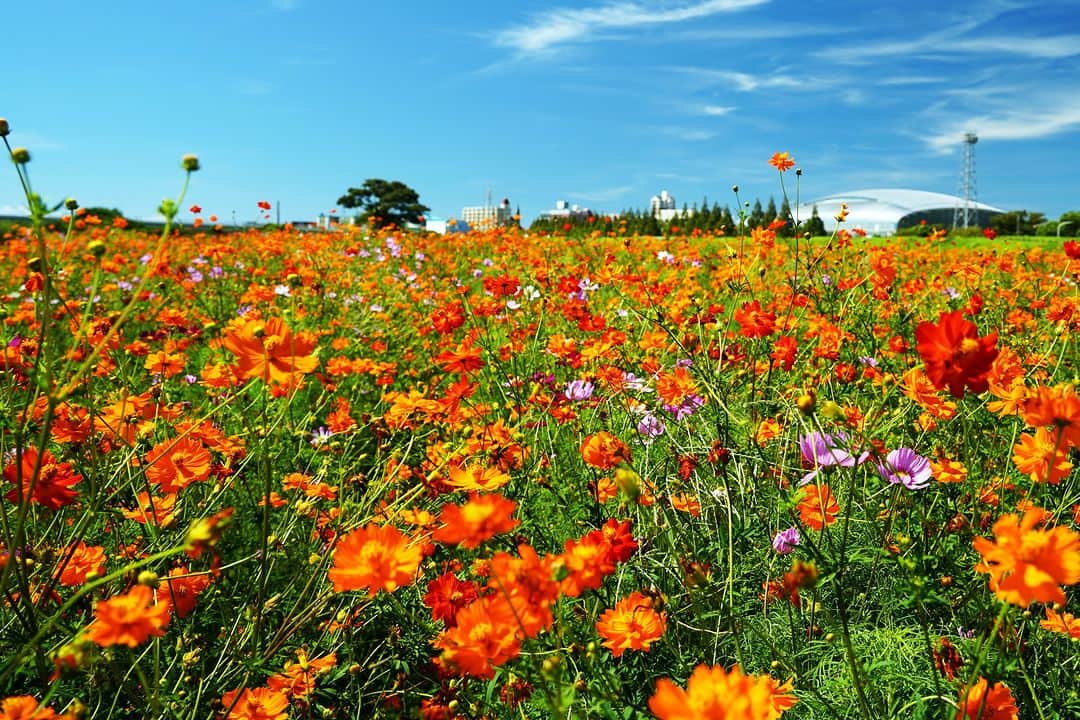 平塚市のインスタグラム：「馬入のコスモスが見頃です✨ オレンジ色が青空に映え、少しずつ秋の訪れを感じます。 今年は例年より開花が早く、摘み取りイベントも開催されるそうですので、お早めにご覧ください❗ ■コスモス摘み取りイベント 9月12日（火）9時30分～11時 9月15日（金）9時30分～11時 ※ハサミは各自持参、雨天中止  #手をつなぎたくなる街 #hiratsukagood #hiratsuka　#平塚 #kanagawaphotoclub #湘南　#shonan #季節の花 #季節の花を楽しむ #コスモス　#コスモス畑　#秋桜　#花撮り人　#秋の花 #花畑　#お花畑　#馬入のお花畑　#イシックス馬入のお花畑 #はなまっぷ #ザ花部 #花の写真館 #花のある暮らし #best_moments_flora　 #mst_flower #今日もお疲れ様でした #instagramjapan　#igersjp　#japanphoto」