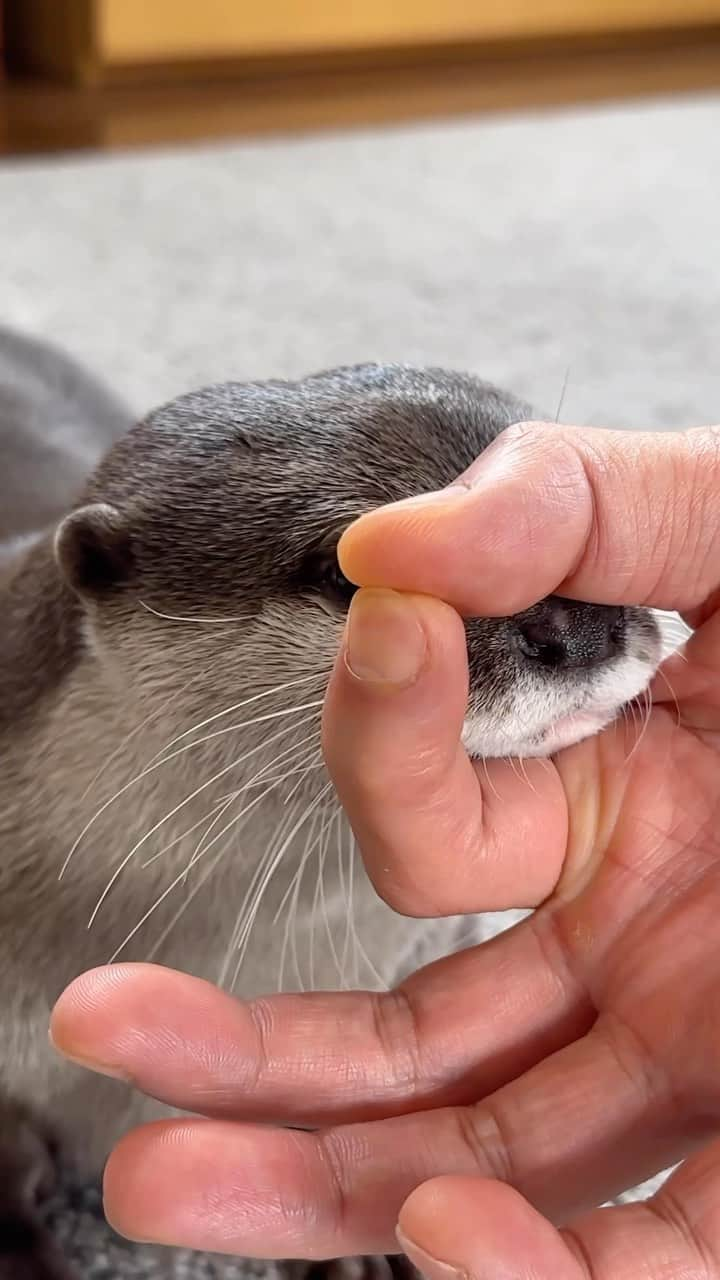 カワウソ コタロー&ハナのインスタグラム：「Hana mastered the Snoot Challenge! ハナの新技「鼻すぽ」🐽 . .‬ ‪.‬ #カワウソ #コツメカワウソ #カワウソハナ #コタロー  #カワウソコタロー #otter #otters #baby #cute #小動物 #動物 #ペット #pet #かわいい #かわうそ #もふもふ #animal #수달  #귀여워 #snootchallenge #loutre #lontra #lutra #выдра #snoot #petstagram #otterlove #kotarotheotter #otterkotaro」