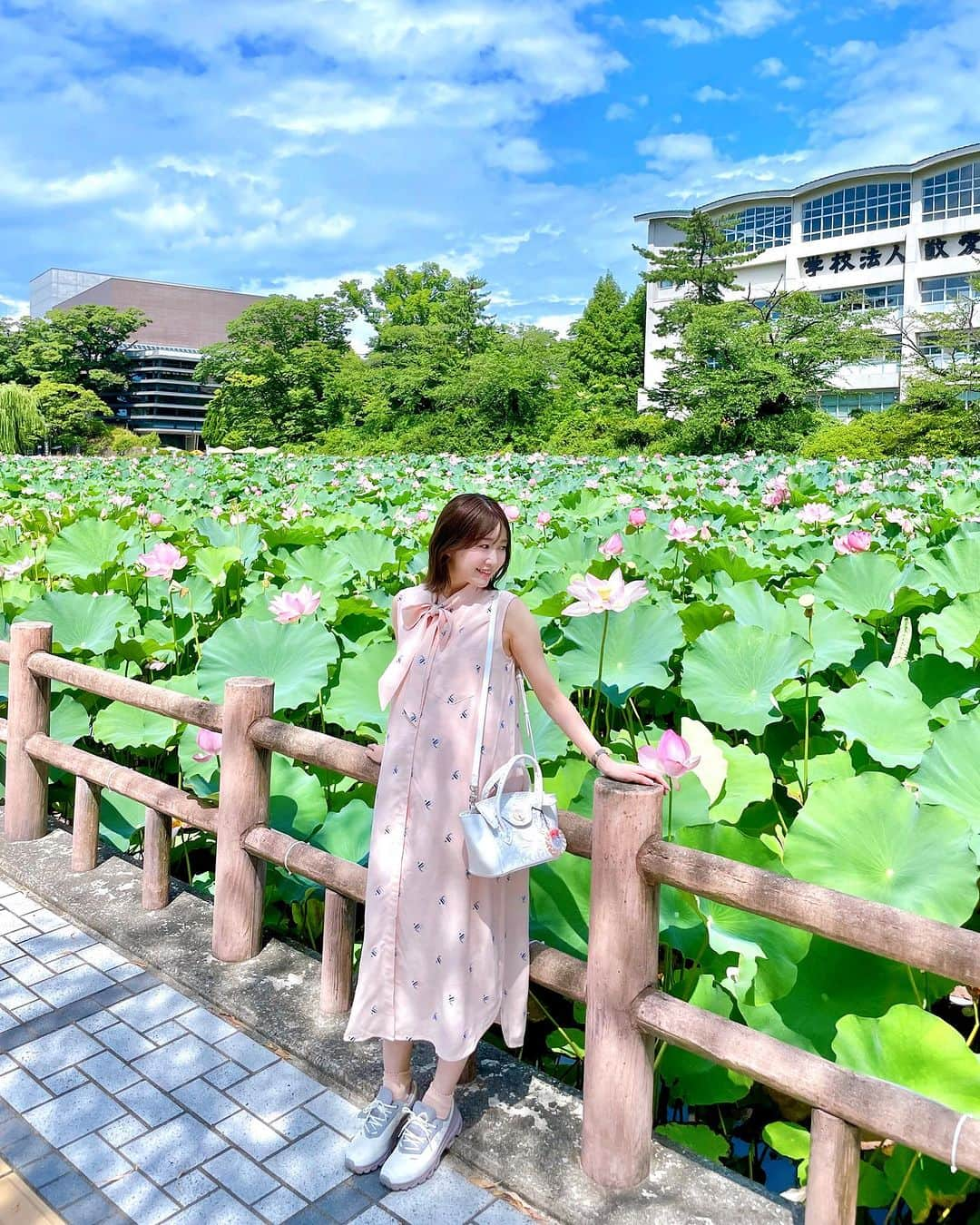 浦野一美のインスタグラム：「#travel  秋田旅行で見ることが出来た蓮の花✨ 7月下旬から咲き始めて ９月上旬までが見頃です🪷⟡.·*.  蓮の花って、 お花が咲く時間が限られていて 朝7：00～9：00頃までなんだよね⌚︎ その時間しか咲かない尊い存在.*·.⟡  私達は早めの時間に行ったので 淡いピンクや白の蓮の花が 大きく咲き誇る姿を 見ることが出来ました⟡.·*.  マイラブさんはご機嫌に、 睡蓮の花のよぉにꕀ⋆♬.*ﾟ って歌っていたので合わせて歌ったけど、 睡蓮と蓮の花は別だよᵕ̈*🪷 睡蓮は水面の近くにお花が咲くけど、 蓮の花は水面から1m以上高く花を咲かせるのが特徴ჱ̒✨️  ⋆┈┈┈┈┈┈┈┈┈┈┈┈┈┈┈⋆ 📍秋田市千秋公園　大手門前お堀 🚶‍♀️秋田駅西口より徒歩5分 🪷見頃:7月下旬から咲き始め９月上旬まで   開花時間: 朝7：00～9：00頃まで ⋆┈┈┈┈┈┈┈┈┈┈┈┈┈┈┈⋆  ⋆┈┈┈┈┈┈┈┈┈┈┈┈┈┈┈⋆ #maternity #妊娠 #妊婦ファッション #妊婦コーデ #妊娠中 #妊娠後期 #プレママ #初マタ #初マタニティ #高齢出産 #高齢出産で初産 #高齢妊婦 #マタニティライフ #女の子ママ#maternityCinDy #秋田 #秋田旅行 #ベイビームーン #マタ旅 #マタニティ旅行 #プレママ旅 #秋田県 #akita #蓮の花 #秋田市千秋公園 #大手門前お堀」