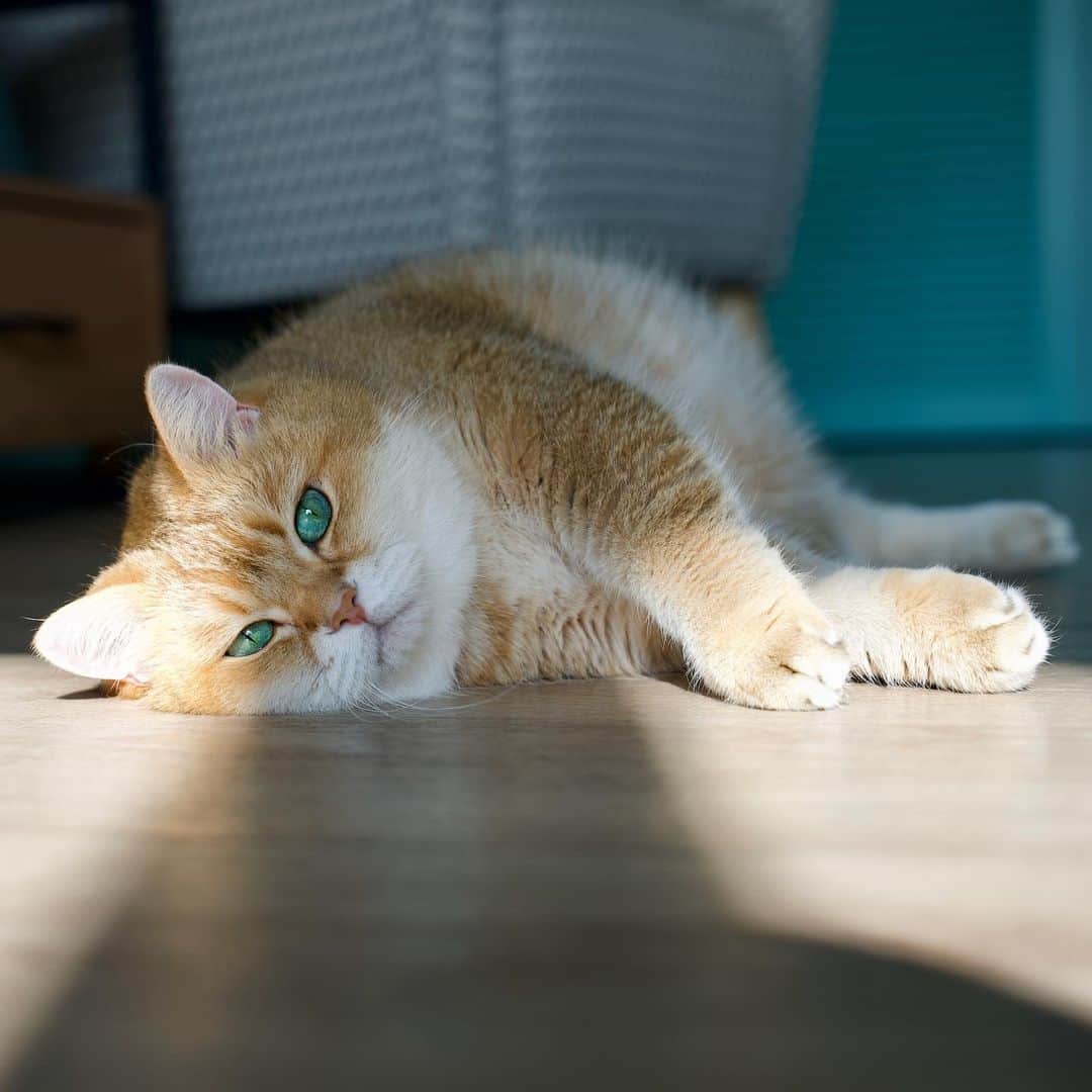 Hosicoのインスタグラム：「It's good to bask in the September sun 🍂🌞」