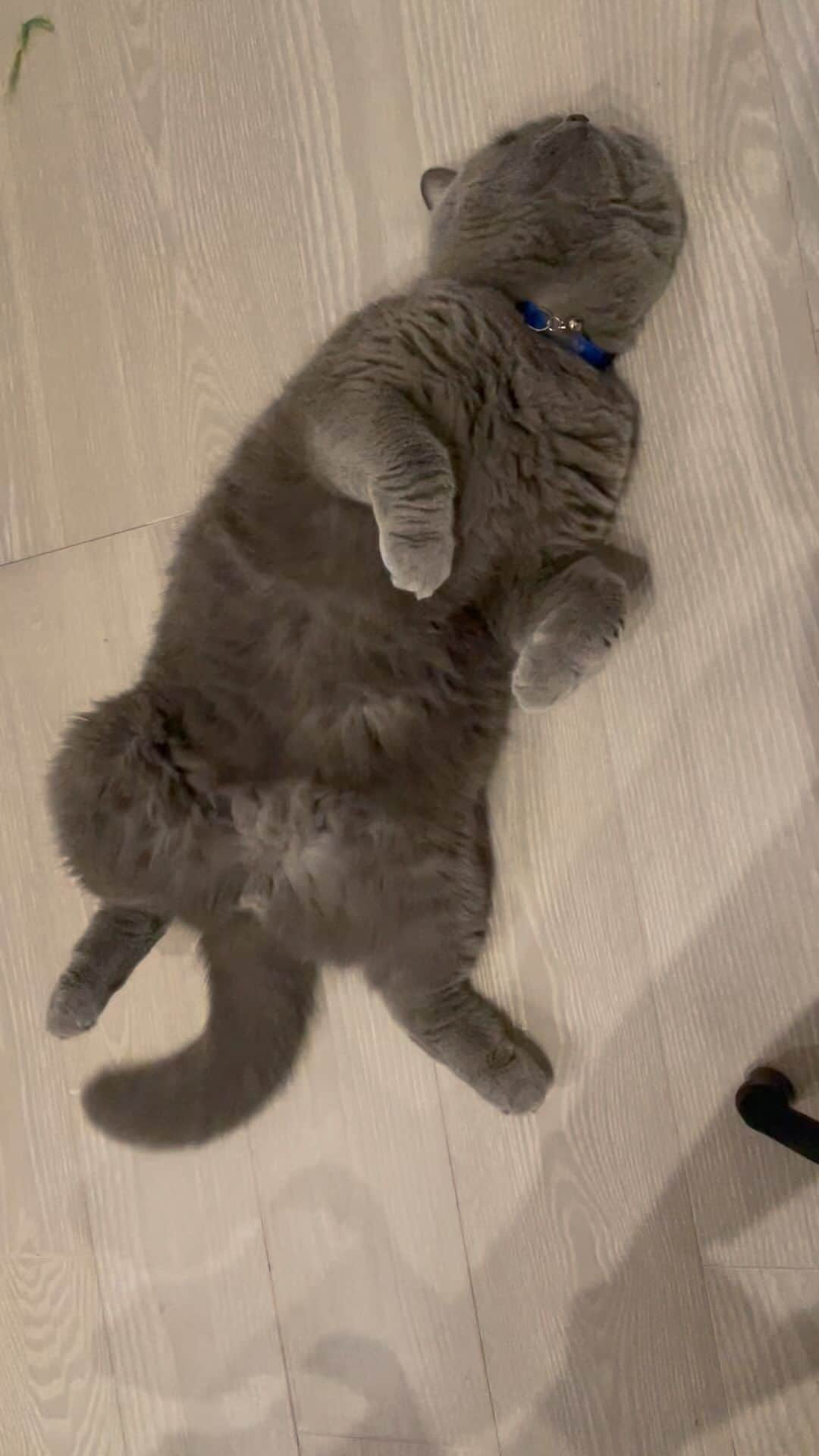 前川泰之のインスタグラム：「猫使い。  ニャン曲げ。  #猫　#ブリティッシュショートヘア #britishshorthair」