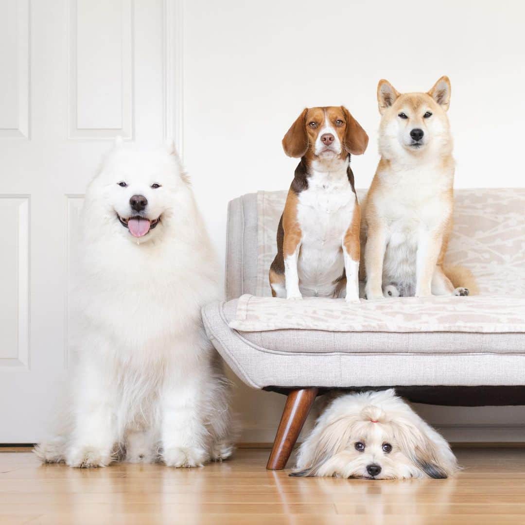 Loki the Corgiのインスタグラム：「We have visitors! Who remembers the handsome Shiba Inu in the picture? It’s Yoshi, our foster dog from 3 years ago! Swipe to see an old picture of him with Bear and Momo ❤️ Yoshi and his little sister, Coco, are here for the week while their parents are away. It’s our first time seeing Yoshi since he got adopted, so we’re super excited to have them here 🥰」