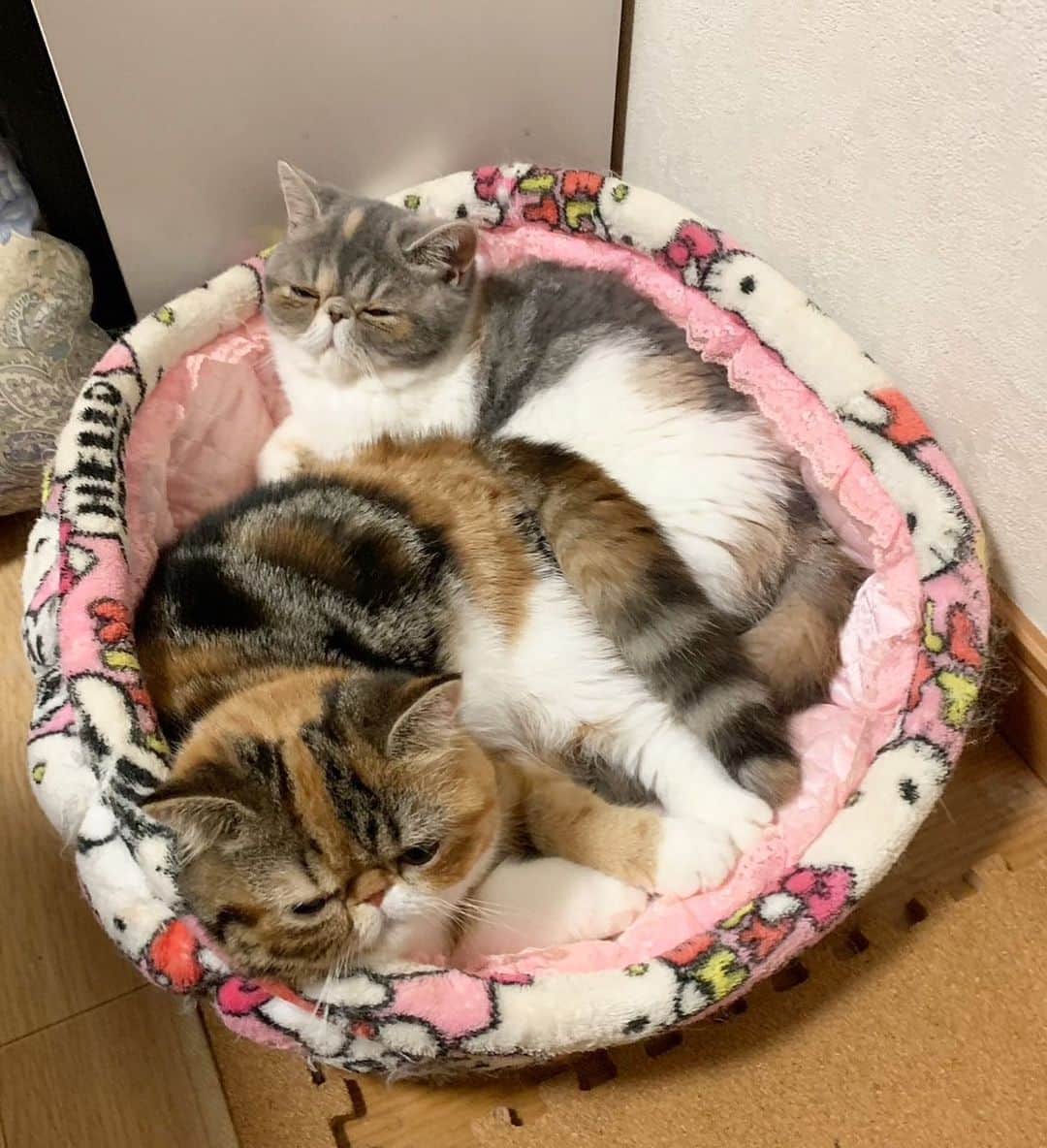 こちょねこ父さんのインスタグラム：「ネムネムなのね…💤🐱🐱 ・ #オーナー様募集中です✨  ・ #cat#cats#cute#catlover#catstagram#catsofinstagram#exotic#exoticcat#exotickitten#exoticshorthair#exoticshorthairkitten#ねこ#ねこ部#猫#エキゾチック#エキゾチックショートヘア#エキゾチックショートヘアー #子猫#仔猫#子にゃんこ#にゃんこ#ニャンコ#エキゾ」
