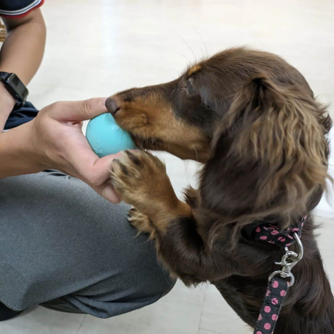 くるみんのインスタグラム：「* 幼稚園　@cocoa.dogkindergarten さん初登園の日のpic  おやつの入った知恵玩具大好きなひまりちゃん 1日トレーニングしてもらって、園長先生に自分から近づいてるじゃん👀 すごいすごい！  #カニンヘンダックスフント #カニンヘンダックスの日常 #カニンヘンダックス #カニンヘン #カニンヘンダックスチョコタン #カニンヘンの会 #カニンヘンダックスフンド #チョコタンダックスフント #チョコタンダックスフンド #チョコタンダックス #チョコタン #ダックス多頭飼い #ダックスフントカニンヘン #ダックスフント #ダックスフンドチョコタン #ダックスフンドカニンヘン #ダックス部 #ダックス #ダックスフンド #ダックスの日常 #ダックス短足部 #いぬバカ部 #いぬすたぐらむ #短足部 #犬の幼稚園 #dachshund #dachs #dogstagram #dog #instagramdogs」