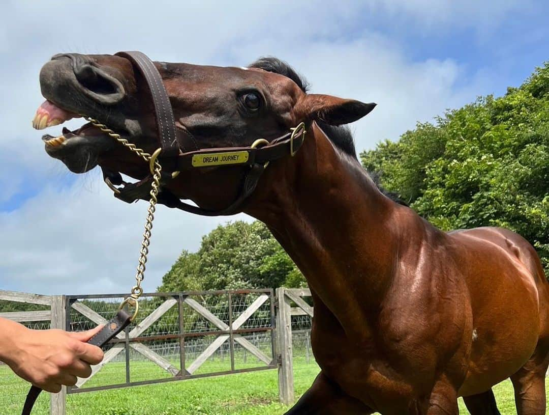 池添謙一さんのインスタグラム写真 - (池添謙一Instagram)「夏シリーズ ドリームジャーニー🐴 目がギラギラ 星さんいたから触れた笑笑  写真も星さん挟んでいつでも逃げれる準備😆 今年も会えました(^^) 元気でよかった☺️  詳しくは謙聞録で  #ドリームジャーニー」9月6日 9時45分 - kenchan.0723