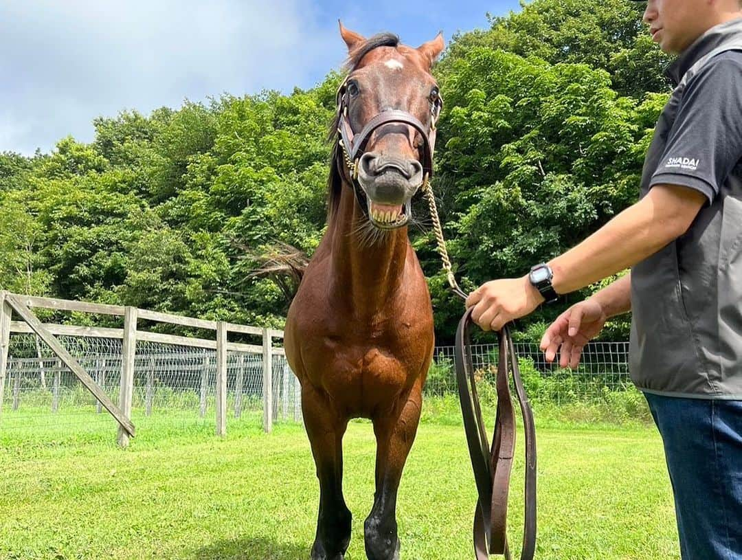 池添謙一さんのインスタグラム写真 - (池添謙一Instagram)「夏シリーズ ドリームジャーニー🐴 目がギラギラ 星さんいたから触れた笑笑  写真も星さん挟んでいつでも逃げれる準備😆 今年も会えました(^^) 元気でよかった☺️  詳しくは謙聞録で  #ドリームジャーニー」9月6日 9時45分 - kenchan.0723