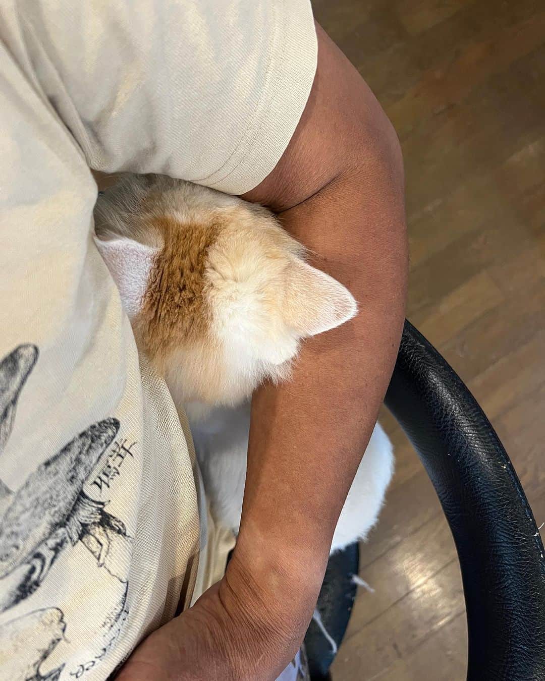Kachimo Yoshimatsuさんのインスタグラム写真 - (Kachimo YoshimatsuInstagram)「おかきが、後ろから椅子に登って来たので、ヘッドロックしてあげた。  #うちの猫ら #猫 #okaki #ねこ #ニャンスタグラム #にゃんすたぐらむ #ねこのきもち #cat #ネコ #catstagram #ネコ部 http://kachimo.exblog.jp」9月6日 10時04分 - kachimo