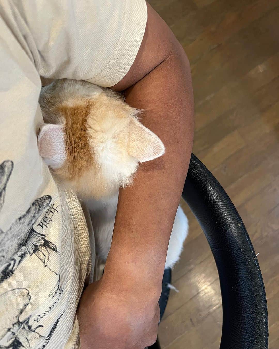 Kachimo Yoshimatsuさんのインスタグラム写真 - (Kachimo YoshimatsuInstagram)「おかきが、後ろから椅子に登って来たので、ヘッドロックしてあげた。  #うちの猫ら #猫 #okaki #ねこ #ニャンスタグラム #にゃんすたぐらむ #ねこのきもち #cat #ネコ #catstagram #ネコ部 http://kachimo.exblog.jp」9月6日 10時04分 - kachimo