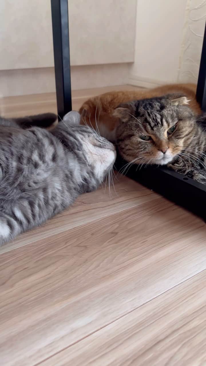 bunny & 2 catsのインスタグラム：「Why？！😂 _ Gomazou😽and Buuzou😹 _ 🐾ごまちゃん、新手だわ _ #scottishfold#多頭飼い#ねこ#猫#cats#cute#amazing#スコティッシュフォールド#マンチカン#マンチカン#チンチラ _ #PECO#ねこ#9gag#WeeklyFluff#ふわもこ部#instavideo#ねこのきもち#catsofinstagram#instagram#instagramjapan#猫動画#cats_of_world」