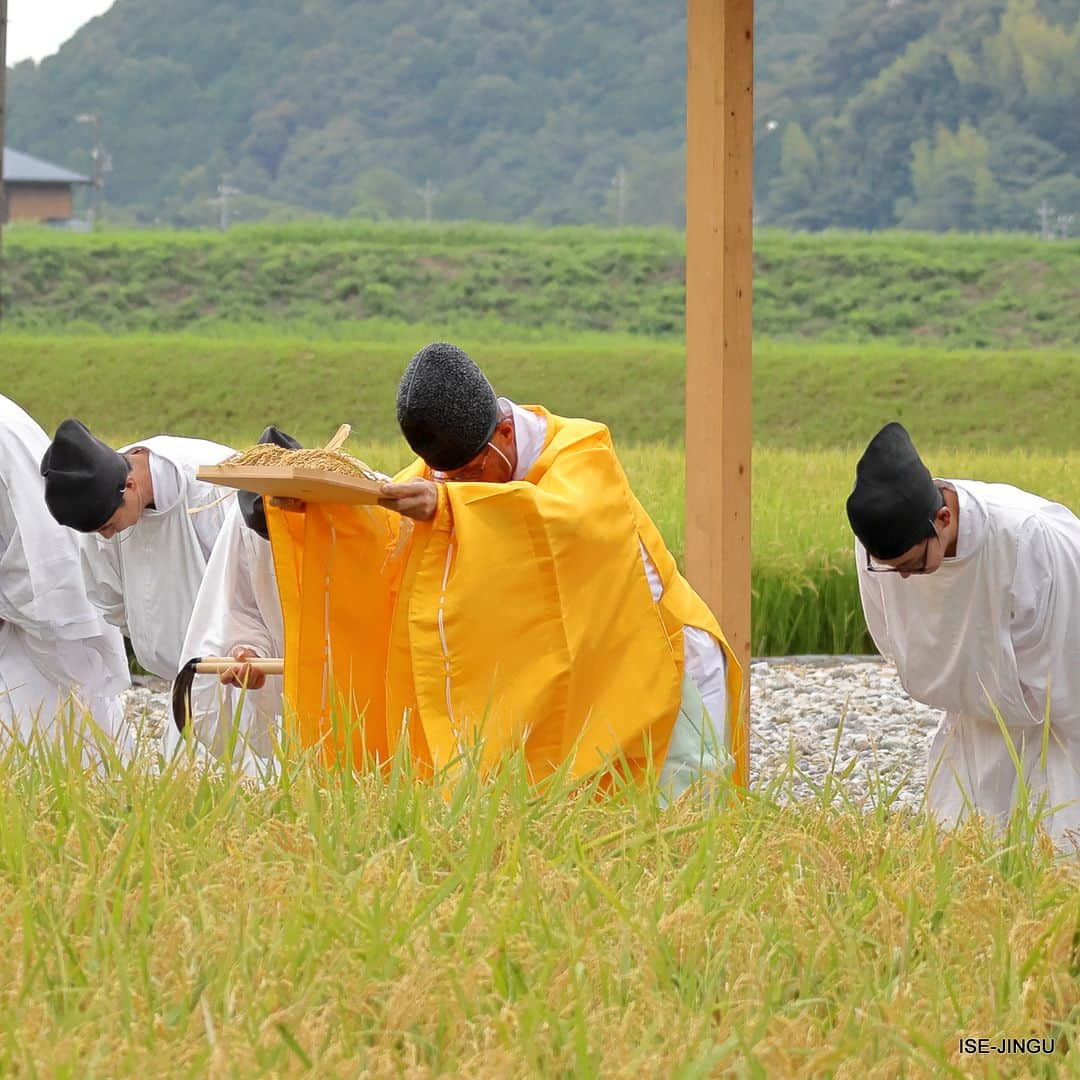 伊勢神宮のインスタグラム：「#伊勢神宮 #神宮 #神社 #心のふるさと #神宮神田 #抜穂祭 #御料地 #神饌 #米 #稲 #稲刈り #収穫 #isejingu #jingu #soul_of_japan #japan #jinja #shinto #jingushinden #ritual #sacredfood #rice #harvest」