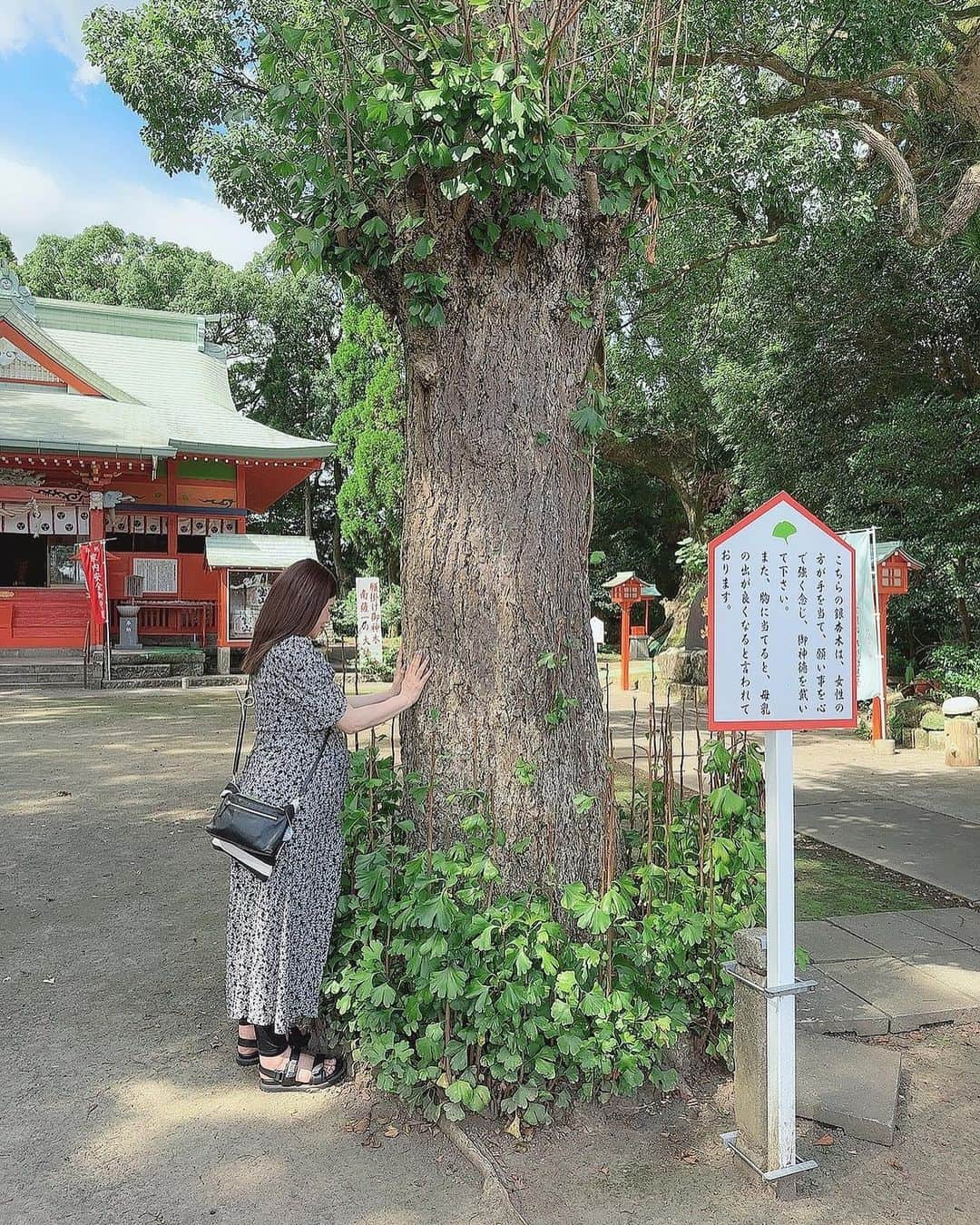 手島優さんのインスタグラム写真 - (手島優Instagram)「・  鹿児島では絶対行きたかった 大汝牟遅神社 （オオナムチジンジャ）へ⛩️  鳥居を潜ってすぐ  正面向かって2本の銀杏の木があって、 右の方では女性が手を当てて願いを強く念じ、　 また胸を当てると母乳の出が良くなると言われているとの事でそちらもバッチリ祈願させて頂きました✨  (動画にて🖐️  夫がなんかハレンチだね。って笑ってた。　けど、　 こちらは真面目に祈願中です！)  男性は左側で願いましょう✨  そして〜 右奥にある御神木にも祈願✨  すごい大きくて迫力がありました✋  　  境内からちょっと歩いたところに、「千年楠」と呼ばれる楠の巨木群があると神社の方が教えてくださったのでそちらにも👏  ほんっとに神秘的で気持ちよくて深呼吸たくさんしちゃいました🌱✨  　  行けて良かったぁ！！🙌✨  #大汝牟遅神社　#鹿児島 #安産祈願 #御神木　#パワースポット #神社　#行けて嬉しい　#神秘的　#千年楠 #銀杏の木　#旅行　#夫婦　#誕生日旅行」9月6日 11時25分 - tejimayuu0827