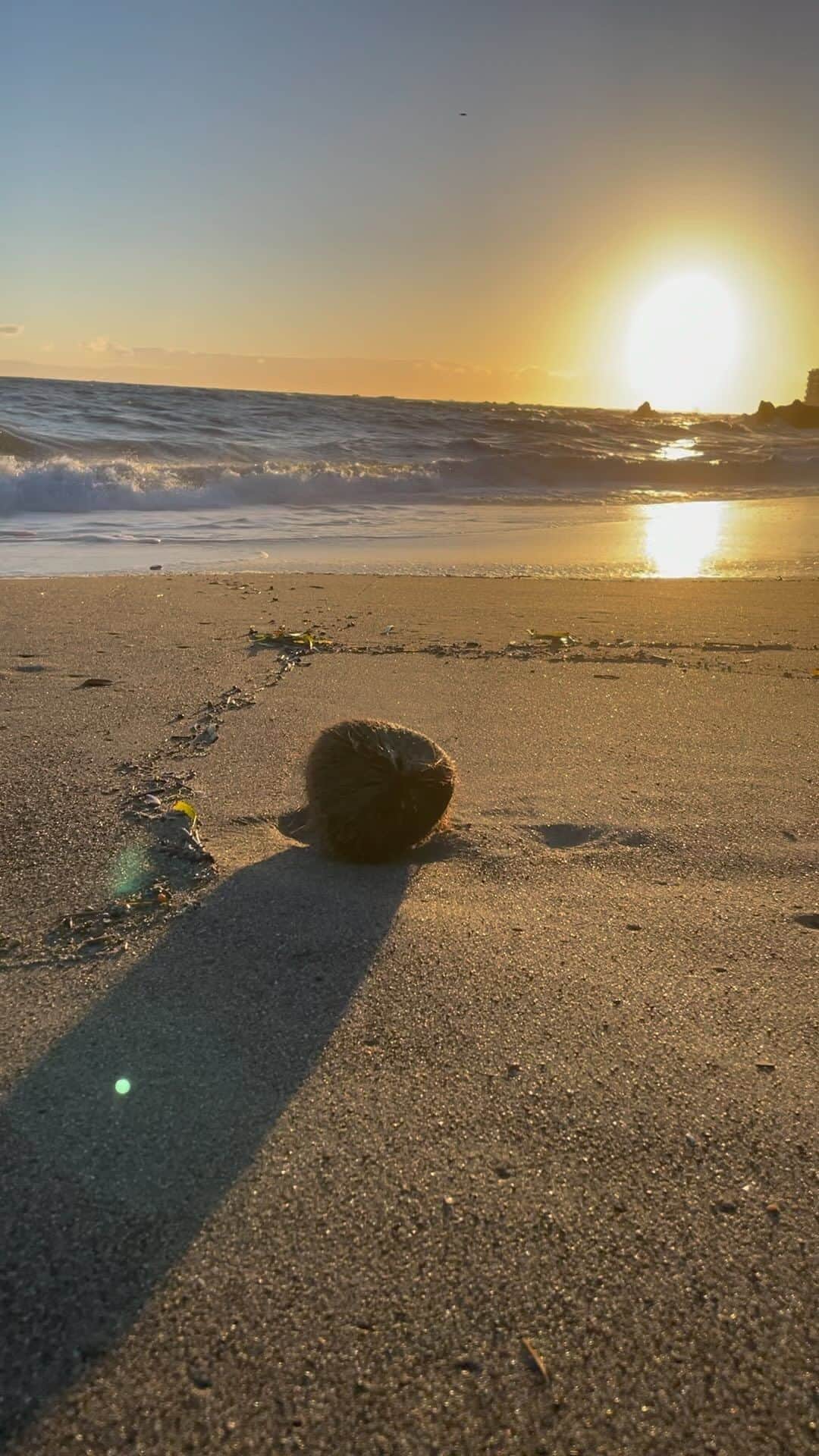 宮原巻由子のインスタグラム：「昨夕、スーパーからの帰り道。 流れ着いた椰子の実🌴を見つけた。  一瞬、南の島🏝️から流れ着いたイメージが浮かんだけど、多分、絶対に、逗子マリーナ辺りの椰子の木からだと思う。それでも、なんだか異国情緒を感じた。  買い物した荷物が重かったから、いつもの30秒動画は撮れなかった。なので今回は（約13秒）。  #還暦 #シニア と#シニア犬  #海岸散歩　 #海辺の暮らし　 #葉山歩き #葉山ごみゼロ　 #ストレスリリーフ #ストレス軽減 #ストレス解消」