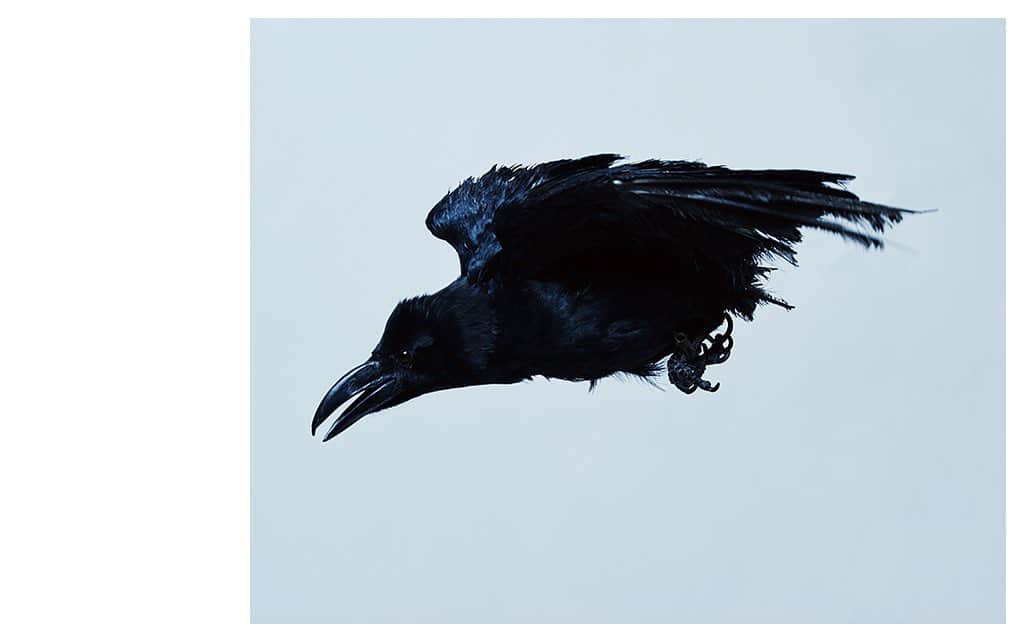 のインスタグラム：「#personalwork #crow #photography #art #hirohisanakano」