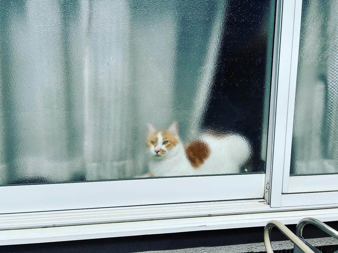 Kachimo Yoshimatsuのインスタグラム：「ガラス越しのおいちゃん  #うちの猫ら #猫 #oinari #ねこ #ニャンスタグラム #にゃんすたぐらむ #ねこのきもち #cat #ネコ #catstagram #ネコ部 http://kachimo.exblog.jp」