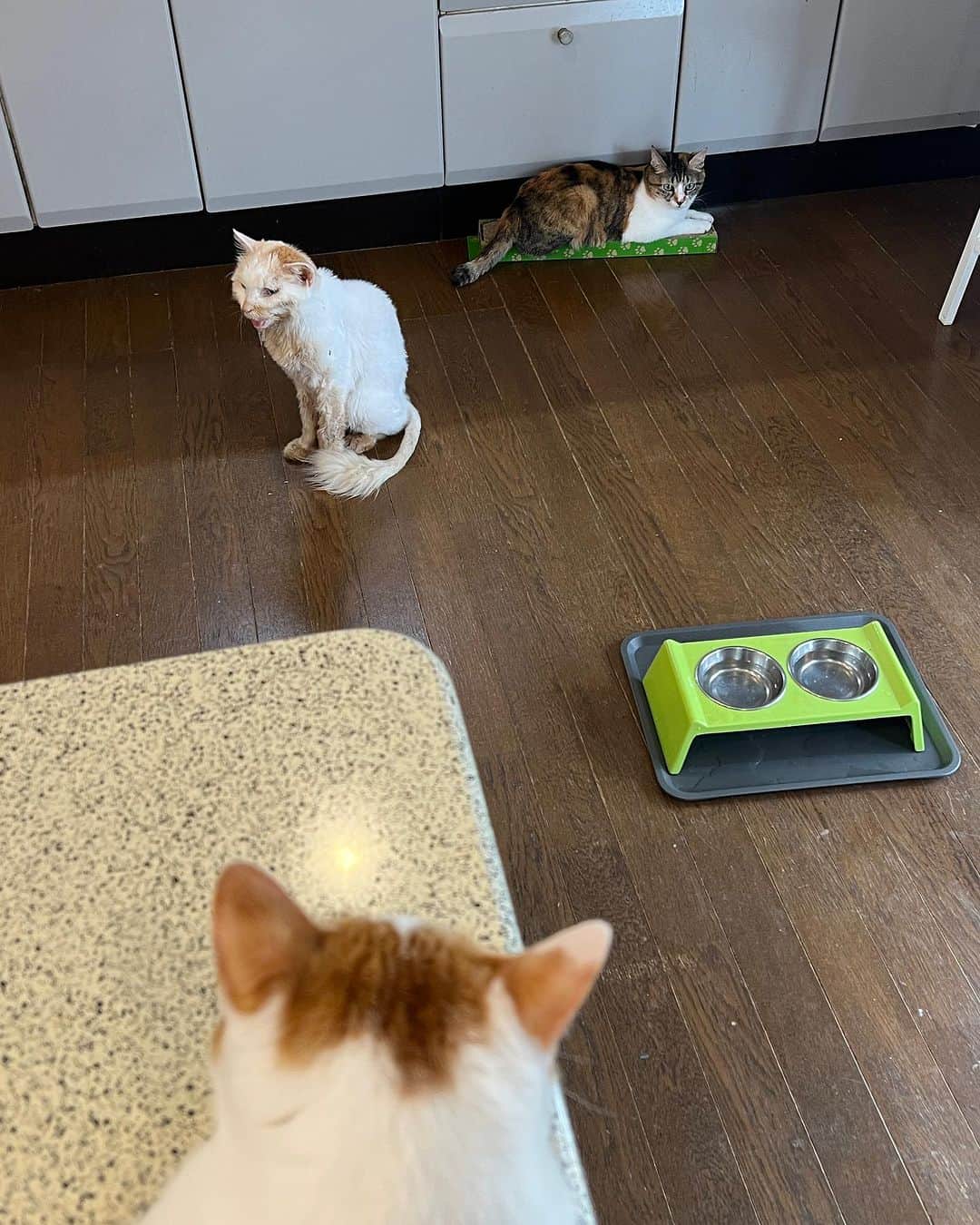 Kachimo Yoshimatsuのインスタグラム：「今の3匹 居間の3匹  #うちの猫ら #猫 #castella #okaki #oinari #ねこ #ニャンスタグラム #にゃんすたぐらむ #ねこのきもち #cat #ネコ #catstagram #ネコ部 http://kachimo.exblog.jp」