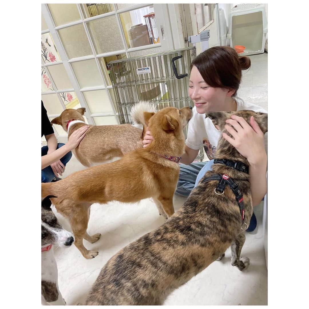 扇けいのインスタグラム：「久しぶりに @rescue_dog_cat さんのシェルターにボランティアに行ってきました💛 今まで全く触らせてくれなかったかぼちゃんが、急に距離を縮めてくれて足の上に座ってくれたので、もんすごいきゅんきゅんでした😍 ワンまみれ🐶最高に幸せやったー😍😍😍 ボランティアに行って、こちらが癒されて帰ってくる🫶 こんな素敵な活動なかなかないです！！ 9月は7日、11日、14日以外、足りていないそうなので、何かしたいと思っているけどなかなか一歩が踏み出せていない方！ お掃除、お皿洗い、お散歩、物資の整理など簡単な作業です✨ シェルターボランティアいかがですか🥰 @rescue_dog_cat 美帆さんにDMしてみてくださいね💛  #保護犬を家族に迎えるという選択肢  #保護犬を家族に #保護犬を迎える #保護犬」