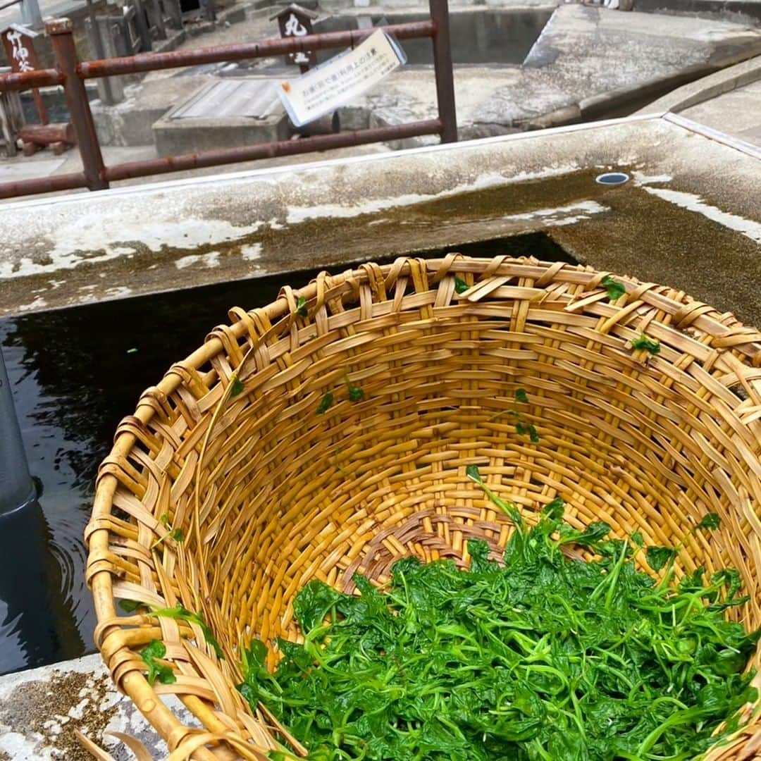 野沢温泉　村のホテル　住吉屋さんのインスタグラム写真 - (野沢温泉　村のホテル　住吉屋Instagram)「野沢菜の種をまいてから10日ほど経ち、今日は野沢菜の摘み菜取りのお手伝いをして来ました。  一番菜は"鯛の刺身より美味しい"と言われています。 麻釜で茹でてさらに美味しく。田舎のご馳走です。  この時期にしか食べられない貴重な野沢菜、食べられた貴方はラッキー！  #村のホテル住吉屋  #野沢温泉村  #野沢温泉グルメ #のざわな蕪四季會社  #のざわな蕪主  #一番間引き菜  #のざわな蕪主には一番間引き摘み菜が届くんだって😋」9月6日 15時02分 - sumiyosiya