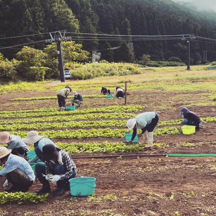 野沢温泉　村のホテル　住吉屋さんのインスタグラム写真 - (野沢温泉　村のホテル　住吉屋Instagram)「野沢菜の種をまいてから10日ほど経ち、今日は野沢菜の摘み菜取りのお手伝いをして来ました。  一番菜は"鯛の刺身より美味しい"と言われています。 麻釜で茹でてさらに美味しく。田舎のご馳走です。  この時期にしか食べられない貴重な野沢菜、食べられた貴方はラッキー！  #村のホテル住吉屋  #野沢温泉村  #野沢温泉グルメ #のざわな蕪四季會社  #のざわな蕪主  #一番間引き菜  #のざわな蕪主には一番間引き摘み菜が届くんだって😋」9月6日 15時02分 - sumiyosiya