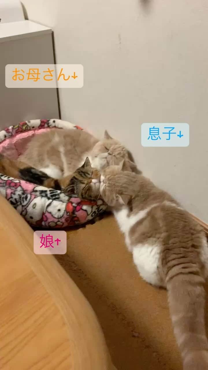 こちょねこ父さんのインスタグラム：「家族団らん👪 ・ #一部 #オーナー様募集中 ・ #cat#cats#cute#catlover#catstagram#catsofinstagram#exotic#exoticcat#exotickitten#exoticshorthair#exoticshorthairkitten#ねこ#ねこ部#猫#エキゾチック#エキゾチックショートヘア#エキゾチックショートヘアー #子猫#仔猫#子にゃんこ#にゃんこ#ニャンコ#エキゾ」