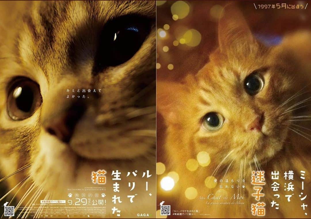 伊藤さとりさんのインスタグラム写真 - (伊藤さとりInstagram)「我が家の猫がポスターに！ 映画キャンペーン 『ルー、パリで生まれた猫』 期待、感想コメントで家の猫がポスターになります。  公式より  映画パーソナリティ・伊藤さとりさんのネコさんの場合  タイトル：「ミーシャ、横浜で出会った迷子猫」 キャッチコピー：「温もりを忘れない」 記念日：1997年5月に出会う コピーライト表記：©さとり家の猫  左：映画公式猫ポスター 右：伊藤さとりさん版  #ルーパリで生まれた猫  #ねこ部 #ねこ映画  #映画好きと繋がりたい」9月6日 15時32分 - ito_satori