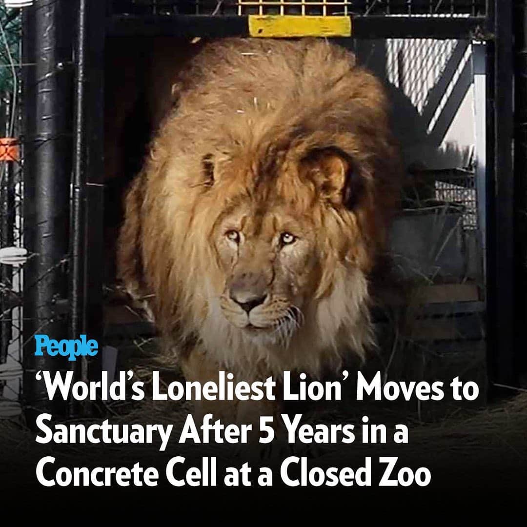 People Magazineさんのインスタグラム写真 - (People MagazineInstagram)「A lion left by himself at an abandoned zoo in Armenia for five years has finally found freedom at a sanctuary in South Africa. Head to the link in bio to read more. | 📷: Animal Defenders International」9月7日 1時33分 - people