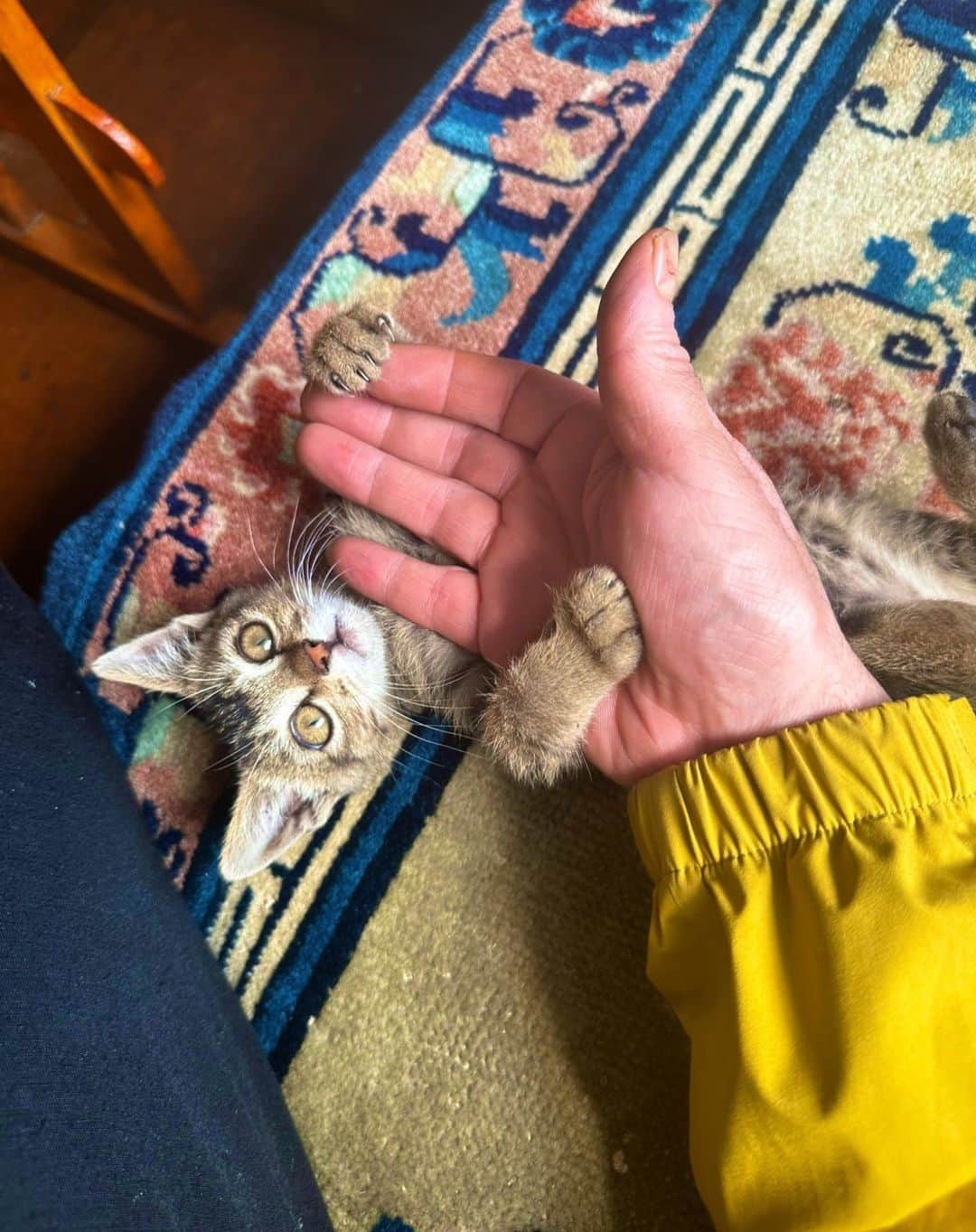 のインスタグラム：「モンジョ村で昼食。 生後一ヶ月のニャンコちゃんと戯れあっています。  ♯野口健 ♯猫」