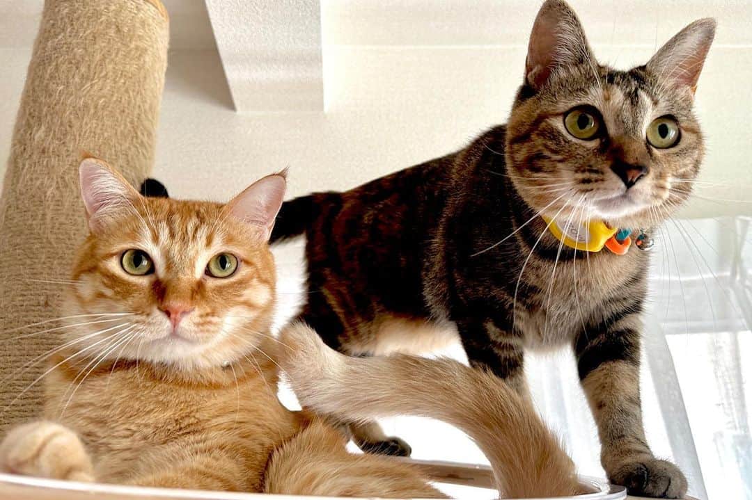 優のインスタグラム：「もず、にじ、3歳の誕生日おめでとう。もう立派な成猫だね。 #猫 #happybirthday #もず #にじ」