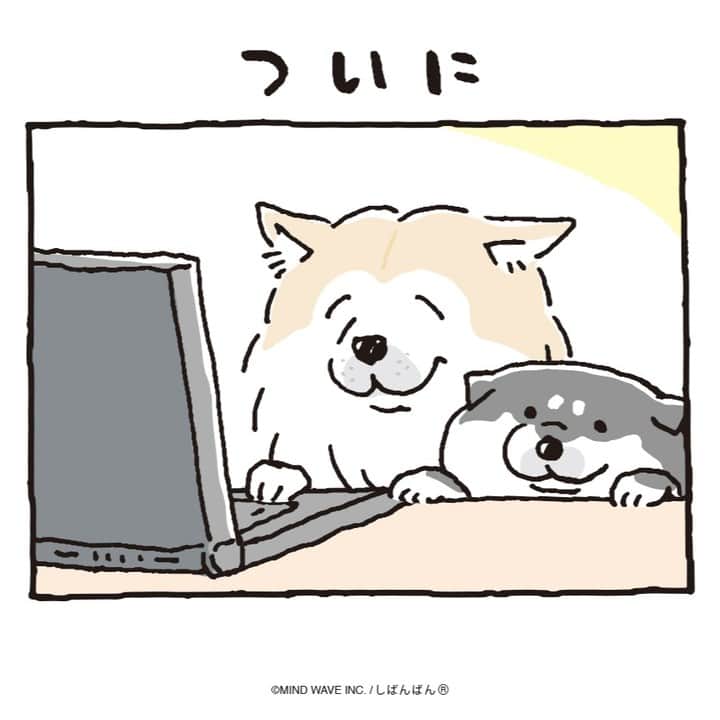 オオゴシヤステルのインスタグラム：「#しばんばんまんが 🟠第217話🟠  ついに  ✉️10万人のご主人の皆さまへ いつもしばんばん達と戯れてくれて本当にありがとうございます。  instagram、X（Twitter）共々、これからも 毎日のちょっとした時を しばんばん達と過ごしてもらえたら嬉しいです😊 （オオゴシ）  #今日のしばんばん #しばんばん #shibanban #むちころばんばん #muchicorobanban #微笑柴犬 #マインドウェイブ #mindwave #オオゴシヤステル #柴犬 #しばいぬ #shibainu #感謝 #ありがとう」