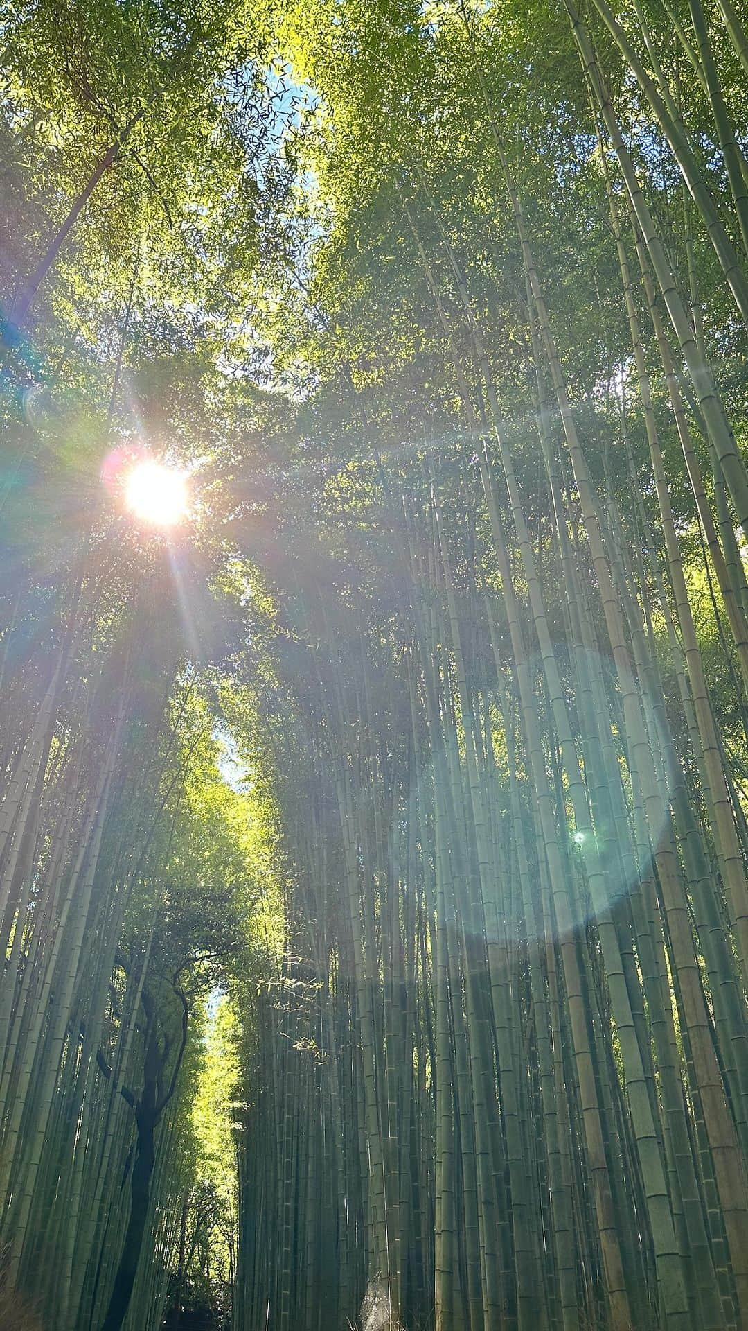 愛加あゆのインスタグラム：「浄化の旅🍀  明日からまた名古屋御園座にて『ビートルジュース』お待ちしてます✨  #ビートルジュース #休演日 #京都 #嵐山 #嵯峨野トロッコ列車  #保津川 #龍安寺 #心の浄化完了  #愛加あゆ」