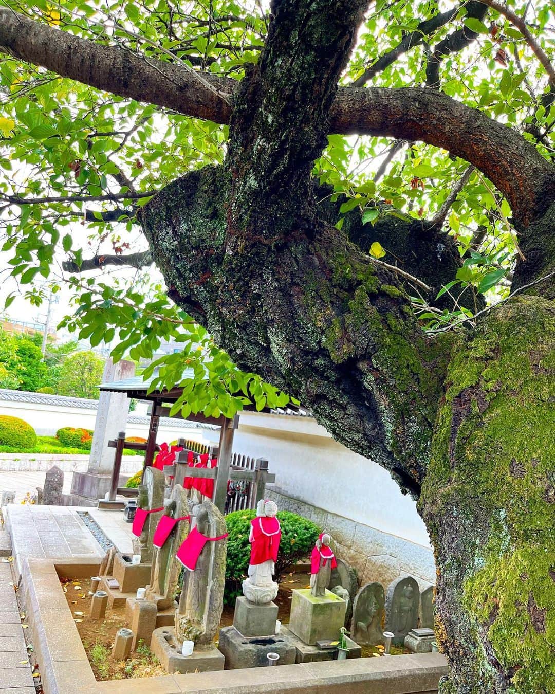 兼田恵さんのインスタグラム写真 - (兼田恵Instagram)「寄り道したお寺さん。 2枚目の木は戦争で焼けたものをあえて残しているのだとか。 綺麗に整えられた境内でした✨」9月6日 18時31分 - earl_megu