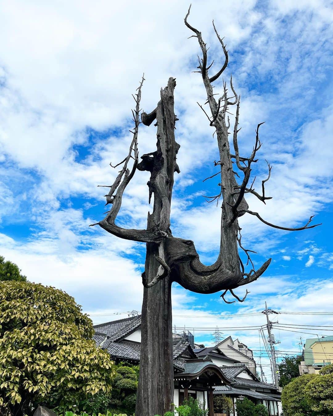 兼田恵さんのインスタグラム写真 - (兼田恵Instagram)「寄り道したお寺さん。 2枚目の木は戦争で焼けたものをあえて残しているのだとか。 綺麗に整えられた境内でした✨」9月6日 18時31分 - earl_megu