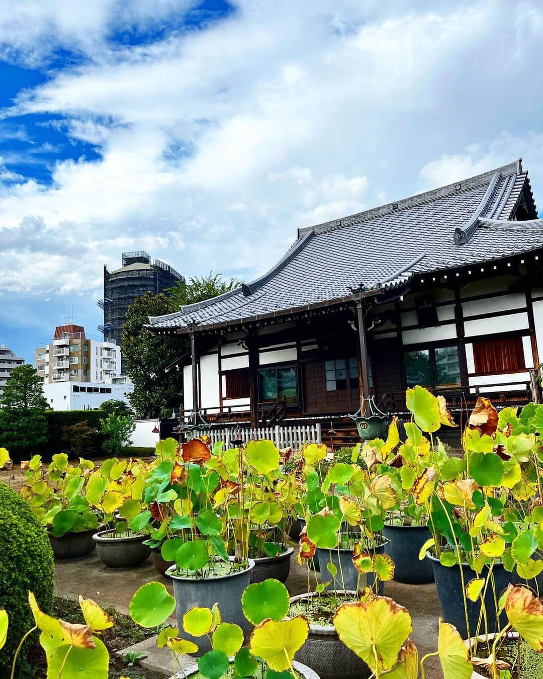 兼田恵のインスタグラム：「寄り道したお寺さん。 2枚目の木は戦争で焼けたものをあえて残しているのだとか。 綺麗に整えられた境内でした✨」