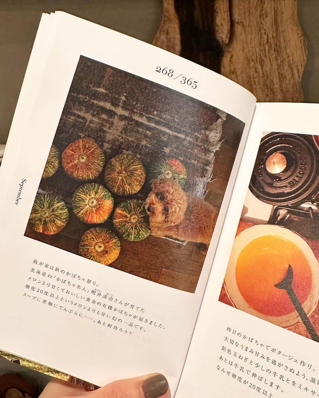masakiさんのインスタグラム写真 - (masakiInstagram)「🎃 友人が北海道のかぼちゃ名人明井さんが育てた 有機かぼちゃを届けてくれましたー！ メロンより糖度が高くて 天ぷらもサイコーなのだ♡ 秋田に帰郷したときに父が見つけた 銀杏の木のまな板は、カットだけじゃなく、 プレートがわりになるお気に入り。  私の365日を記録した、四季を巡るわたしの暮らし 「My Ordinary Days」をパラっと開いてみたら、 3年前も今と変わらず、花を愛でて元気をもらい、 美味しいもの食べて食いしん坊ぶりも健在、 三匹と楽しく同じような日々を送ってました。 この本は答え合わせするように、 ずっと読み返している大切な本です🫶🏽 もはや年季はいって古本かw」9月6日 19時42分 - mogurapicassowols