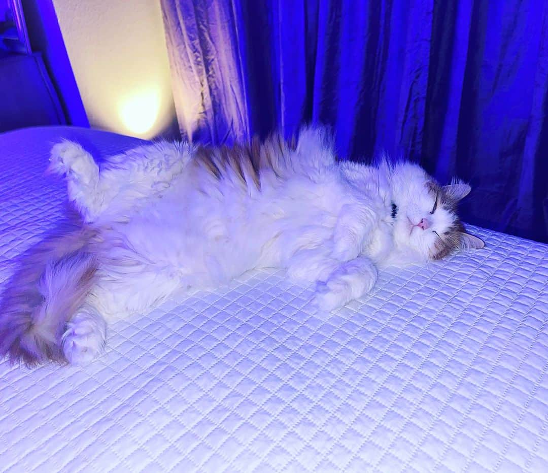 のインスタグラム：「I’m jealous! Wish I could fall asleep like this!! #NotACareInTheWorld」