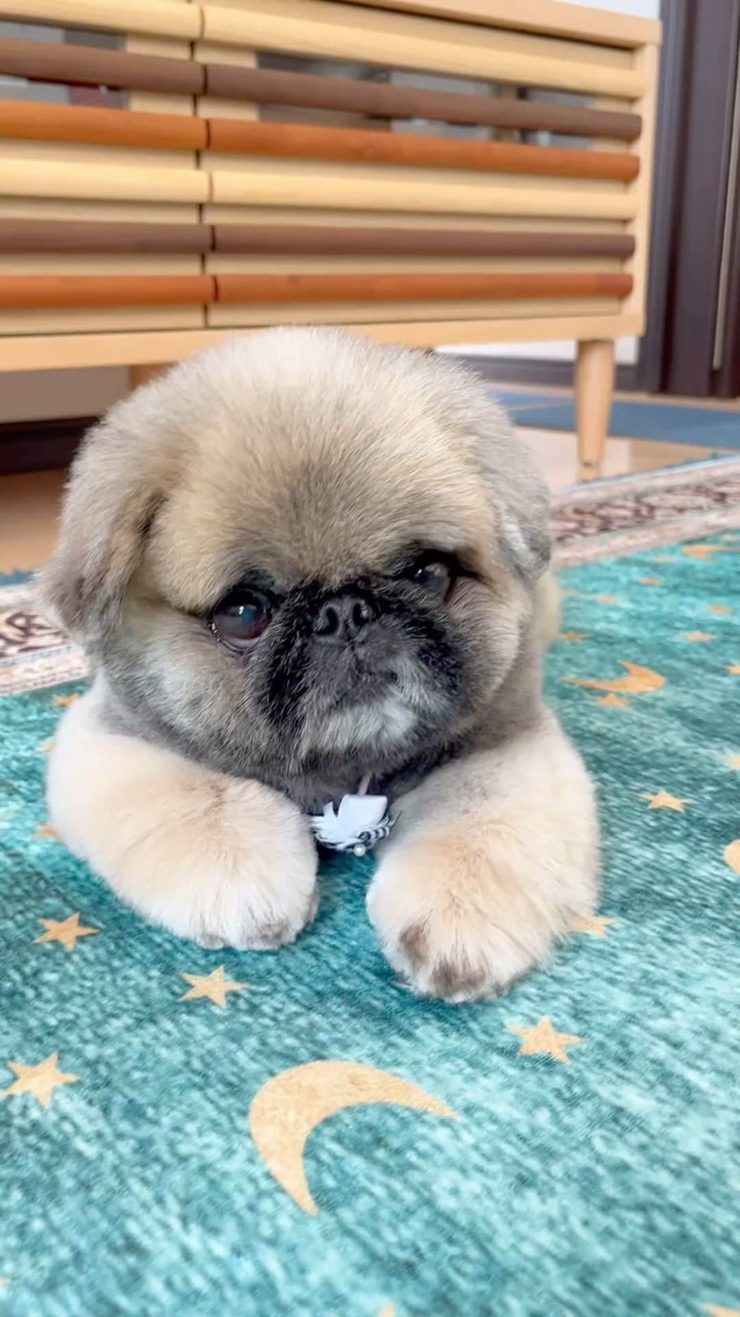 のインスタグラム：「おやつ大好き🍪🍭🍖 Can I have a snack please⁉️😋  #おやつ  #snack  #大好き」