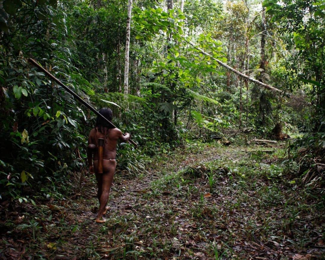 AFP通信さんのインスタグラム写真 - (AFP通信Instagram)「Kominta, a Waorani Indigenous man, goes hunting in the Waorani Community of Bameno, Ecuador.⁣ Some 200 people live in the village of Bameno in the Yasuni National Park, one of the most diverse biosphere reserves in the world.⁣ ⁣ 📷 @galopaguay #AFP」9月6日 20時00分 - afpphoto