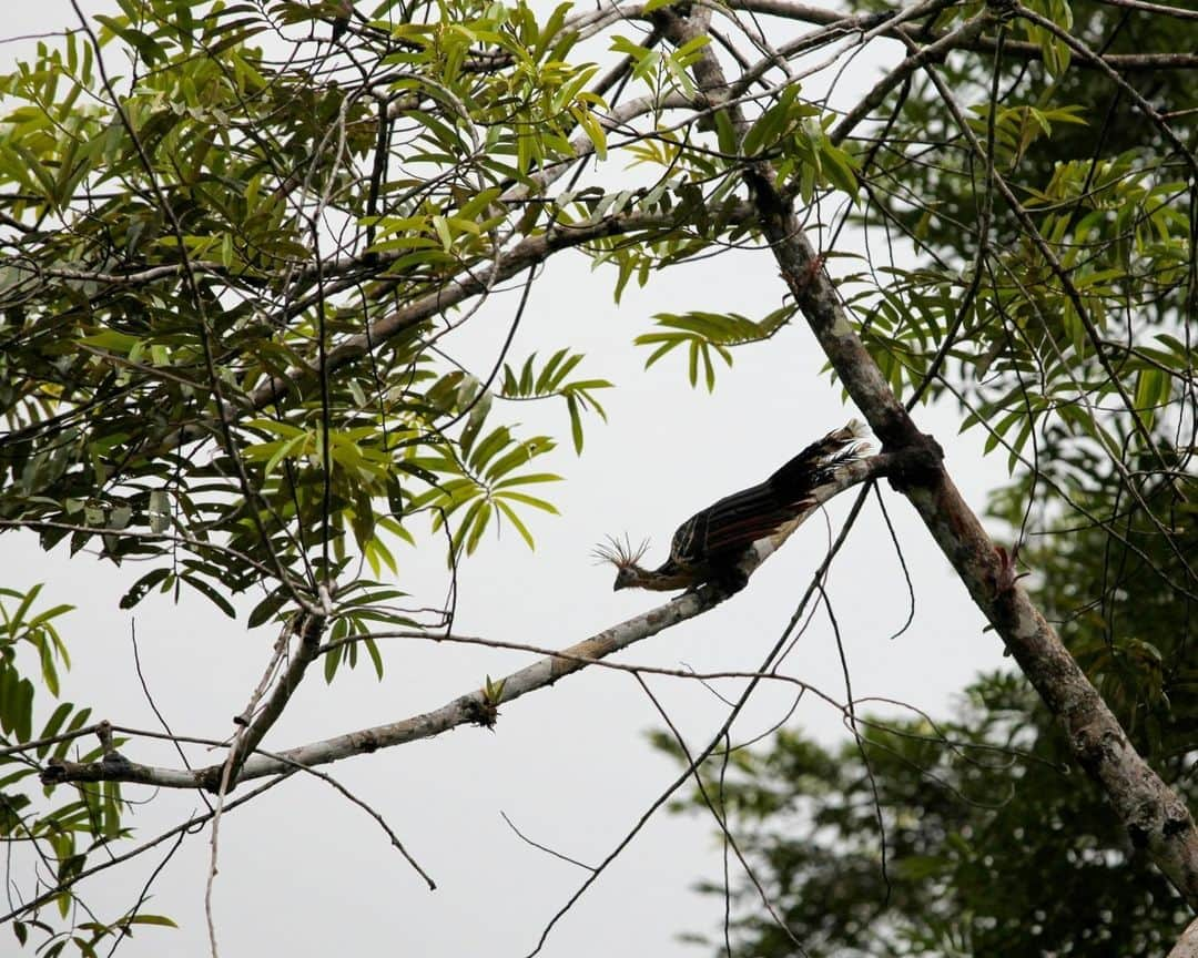 AFP通信さんのインスタグラム写真 - (AFP通信Instagram)「Kominta, a Waorani Indigenous man, goes hunting in the Waorani Community of Bameno, Ecuador.⁣ Some 200 people live in the village of Bameno in the Yasuni National Park, one of the most diverse biosphere reserves in the world.⁣ ⁣ 📷 @galopaguay #AFP」9月6日 20時00分 - afpphoto