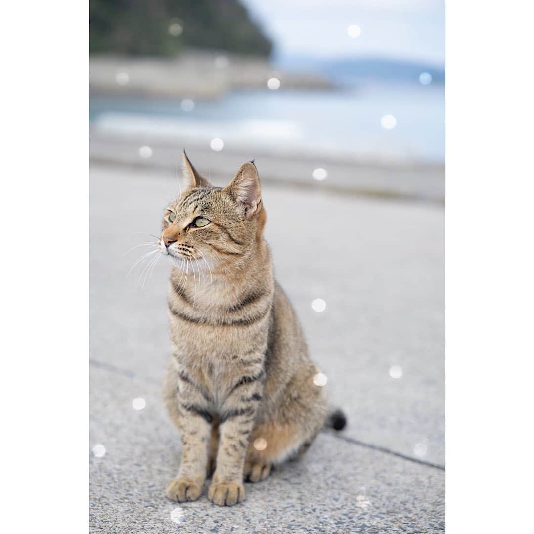 荒井沙織さんのインスタグラム写真 - (荒井沙織Instagram)「. . 『 poker face 』 . 海を旅するお魚も、 風とおよぐ 草の香りも、 だいすきだけど ひみつだよ。 . .　　　　 .　　　　　　　　　　　　　 . 2023年8月8日〜13日まで開催された、 初の個展となる詩写真展『 last note 』。 出展30作品を紹介しています＊ . 20/30 写真作品と詩を組み合わせたLyrical Photo、 今回は初めて詩を手書きにして添えています。 . . . . ＊Online Shop＊ https://islandgallery.jp/e/products/detail/2094 (写真のみの額装仕上げは応相談でお受けいたします。詩は別添えとなります。 詳しくはIsland Galleryまでお問い合わせください。) . ＊Exhibition Catalogue＊ https://islandgallery.jp/e/products/detail/2105 . . . #荒井沙織 #LyricalPhoto  #saory #japan #art #creative  #artphotography #artphoto  #soloexhibition #exhibition  #maruman #cansoninfinity  #SIGMA #dp2Quattro #SIGMAfp  #cat #catstagram #cats #catlover」9月6日 20時25分 - araisaori0310