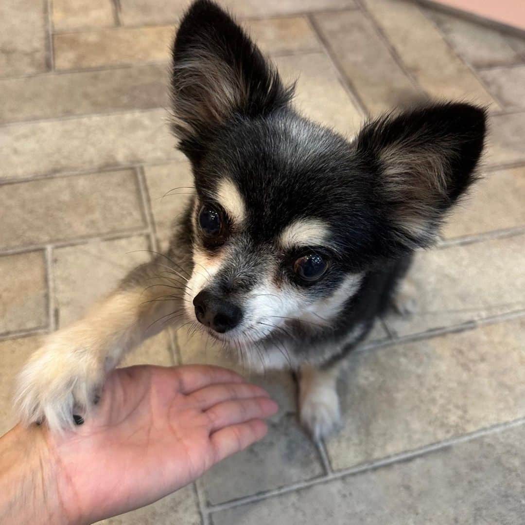 広瀬未花のインスタグラム：「本日のhighlight🐶  可愛いポメちゃんにグイグイ 近づいてるw」