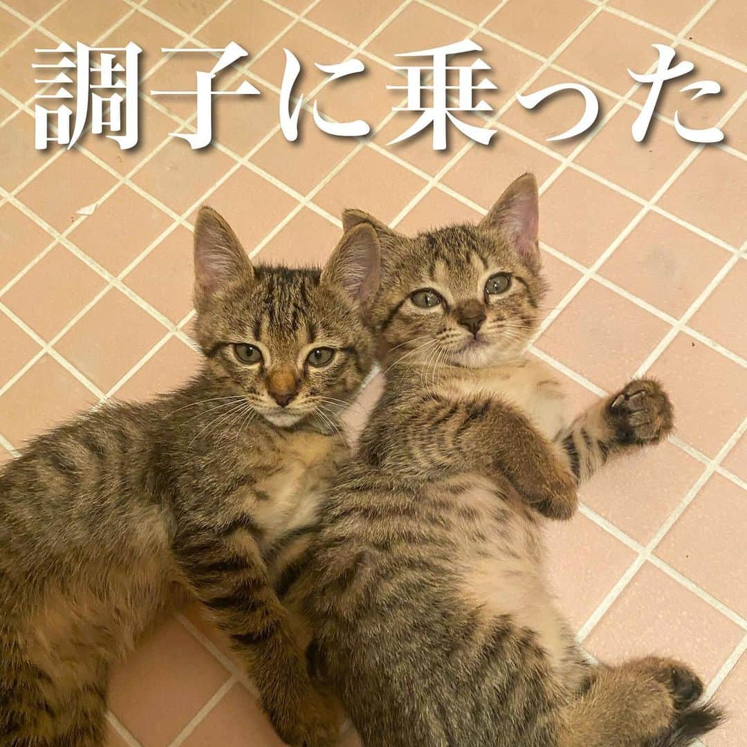 猫カフェきぶん屋さんのインスタグラム写真 - (猫カフェきぶん屋Instagram)「調子に乗った  古着で猫助け、勢いが収束して伸びなくなるかなと思ってたら、日に日に注文も増えて先月は過去最高の発送セットの発送数でした。  調子に乗って500枚発注。 玄関が紙袋で半分使えません😂 参加した方からは家がスッキリしたしまだ着られる服を捨てる罪悪感がないし支援ができると好評です。 僕としては1000円クーポンでまだベジニャンカレーを食べてない人にぜひ四つセットで使ってほしいです🍛  8月も順調に回収されて良い感じの買取査定額を頂いてます。 引き続きよろしくお願いします🙌 古着発送キットはプロフィールのリンクから進めます‼︎  @nekocafekibunya   #古着で猫助け #古着 #動物愛護 #寄付」9月6日 21時10分 - nekocafekibunya