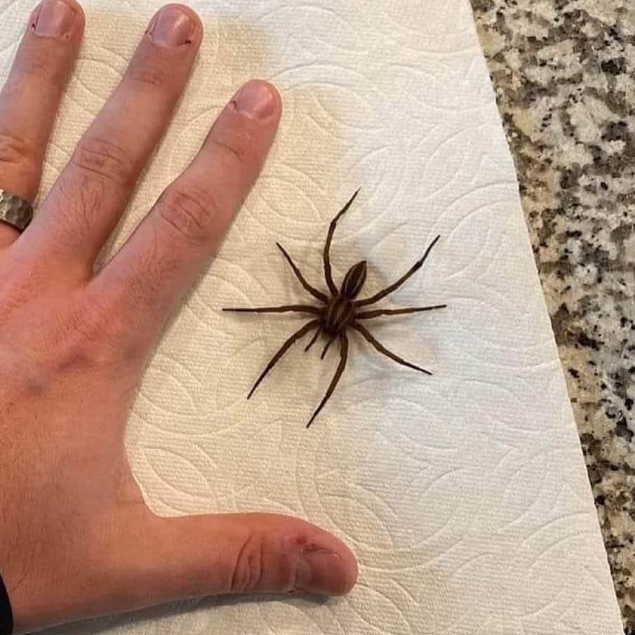 Black Jaguar-White Tiger のインスタグラム：「NOT MY HAND. I WONDER IF SHE KNOWS WHERE OUR HOMEWRECKER CHARLOTTE IS. READ THE POST BELOW BY @avellinofarms TO UNDERSTAND HOW CRUCIAL THESE SPIDERS ARE: By @avellinofarms • 🕷️🌿 Meet our eight-legged allies, the Wolf Spiders! 🌟 These fascinating arachnids are not just creepy-crawlies; they're true friends to gardeners everywhere. 🏡🌻  Did you know that Wolf Spiders play a crucial role in maintaining the delicate balance of our gardens? 🌱🕸️ They are nature's own pest control experts, helping to keep our outdoor spaces free from unwanted visitors like the infamous brown recluse, other poisonous spiders and even some of the regular pests we deal with daily. 🚫🕷️  These remarkable creatures are like the superheroes of the spider world, patrolling our gardens to protect us from potential threats. 🦸‍♀️🦸‍♂️ With their keen hunting skills and impressive speed, they swoop in to save the day by making a meal out of the dangerous spiders that could harm us and can even be found munching on leaf destroying caterpillars🦸‍♂️🍽️🦸‍♀️  So, next time you spot a Wolf Spider in your garden, give them a nod of appreciation for being your garden's guardian. 🙌🌿 They may have eight eyes, but they've got your back! 🌟👀」