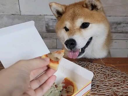 柴犬たま Shibainu Tamaのインスタグラム