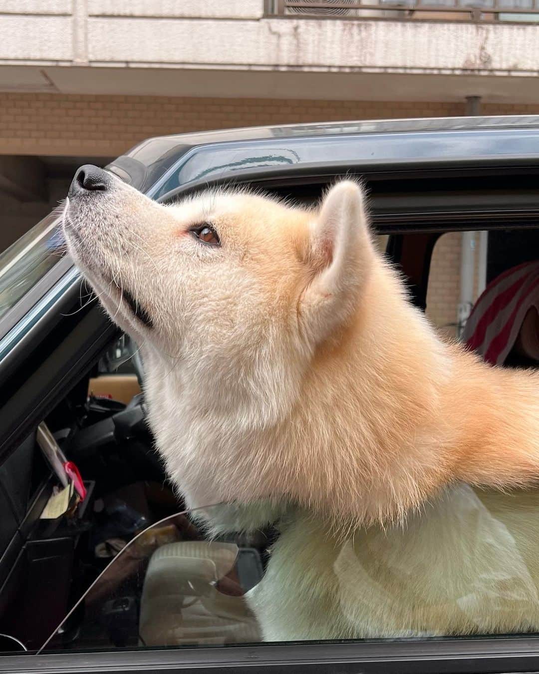 渡辺達生のインスタグラム：「2023.09.06…あんまり可愛いんでパチリと一枚…飼い主が戻ってビックリ！知り合いだった…2歳の秋田犬、名前を聞き忘れた〜 #tatsuowatanabe」