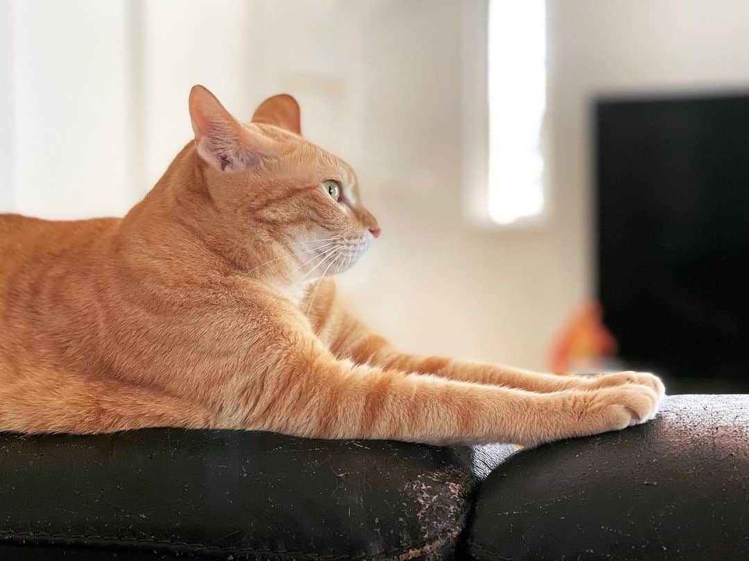 田中要次のインスタグラム：「#猫Chai #Bo_nyans #猫のいる暮らし」