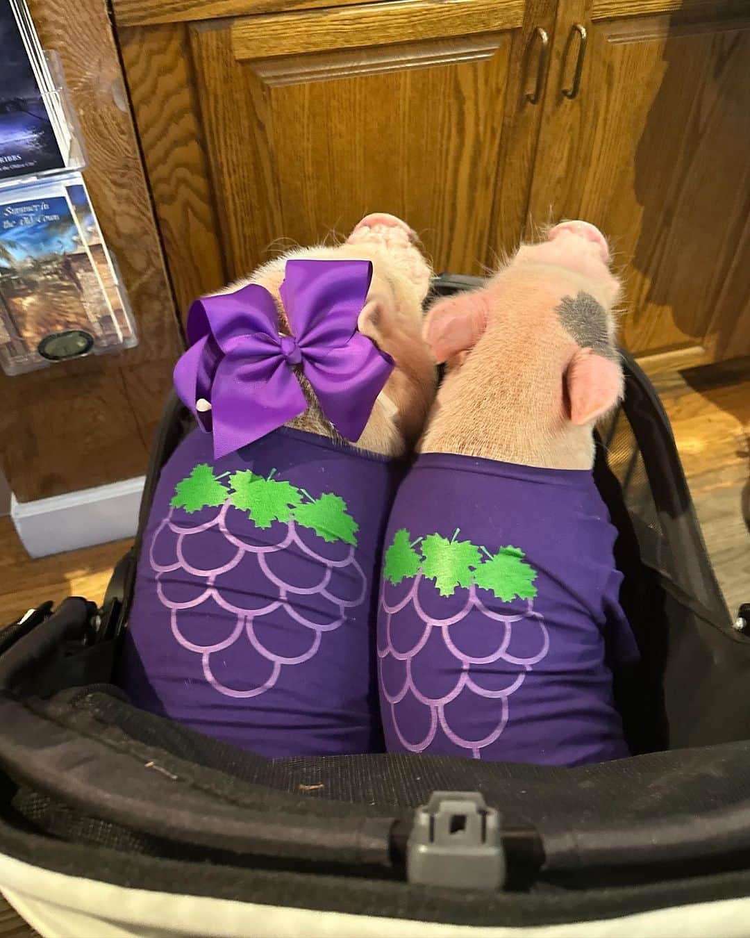 Priscilla and Poppletonさんのインスタグラム写真 - (Priscilla and PoppletonInstagram)「Silly Pop decided to “swine and dine” me @sansebastianwinery over the weekend. Look how eager he was to partake in the wine tasting (don’t squeal, but it was just grape juice). We had such a “grape” time!🐷💜🍇🍷 #SanSebastainWinery #StAugustine #SwineandDine #PrissyandPop」9月6日 21時38分 - prissy_pig