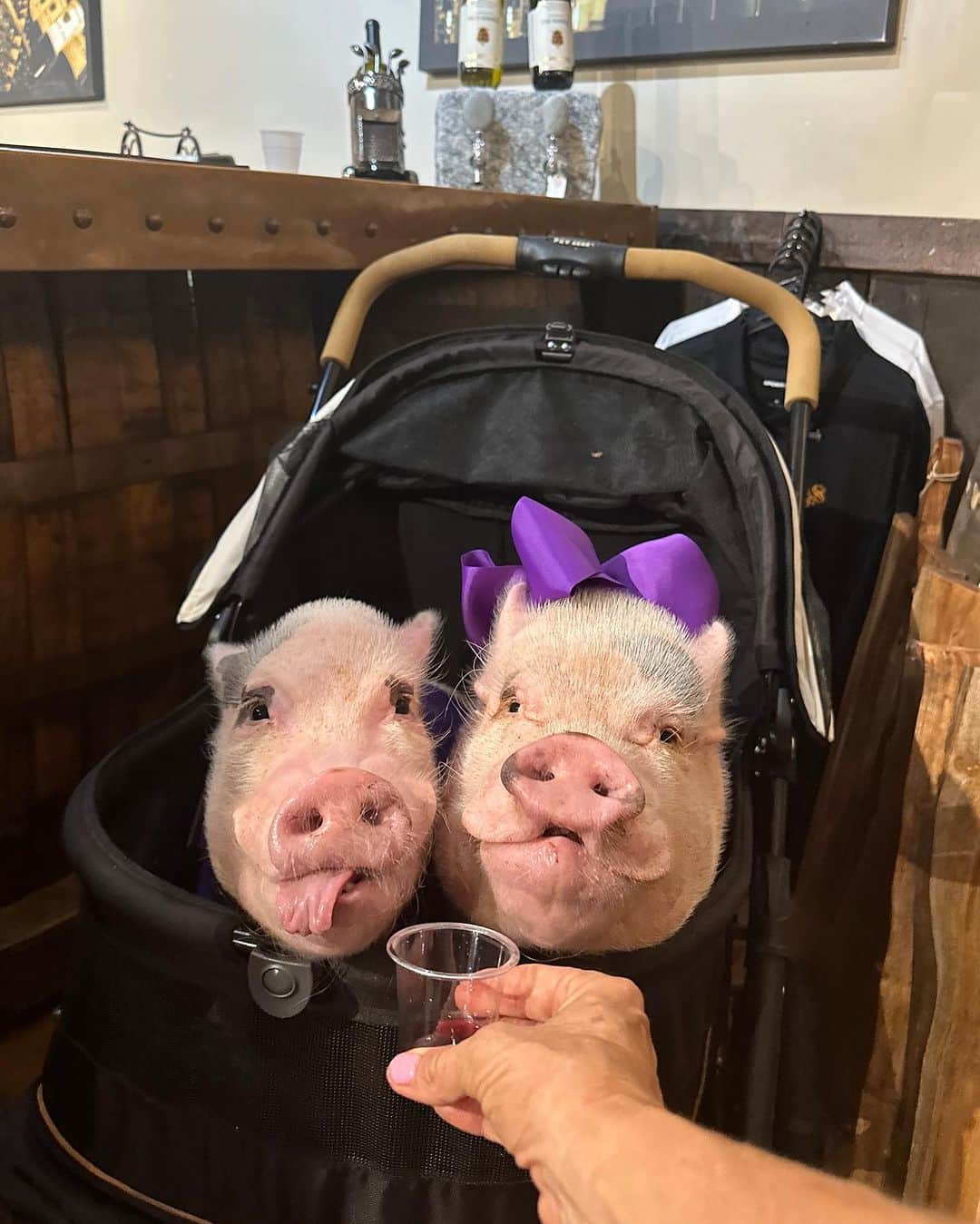 Priscilla and Poppletonのインスタグラム：「Silly Pop decided to “swine and dine” me @sansebastianwinery over the weekend. Look how eager he was to partake in the wine tasting (don’t squeal, but it was just grape juice). We had such a “grape” time!🐷💜🍇🍷 #SanSebastainWinery #StAugustine #SwineandDine #PrissyandPop」