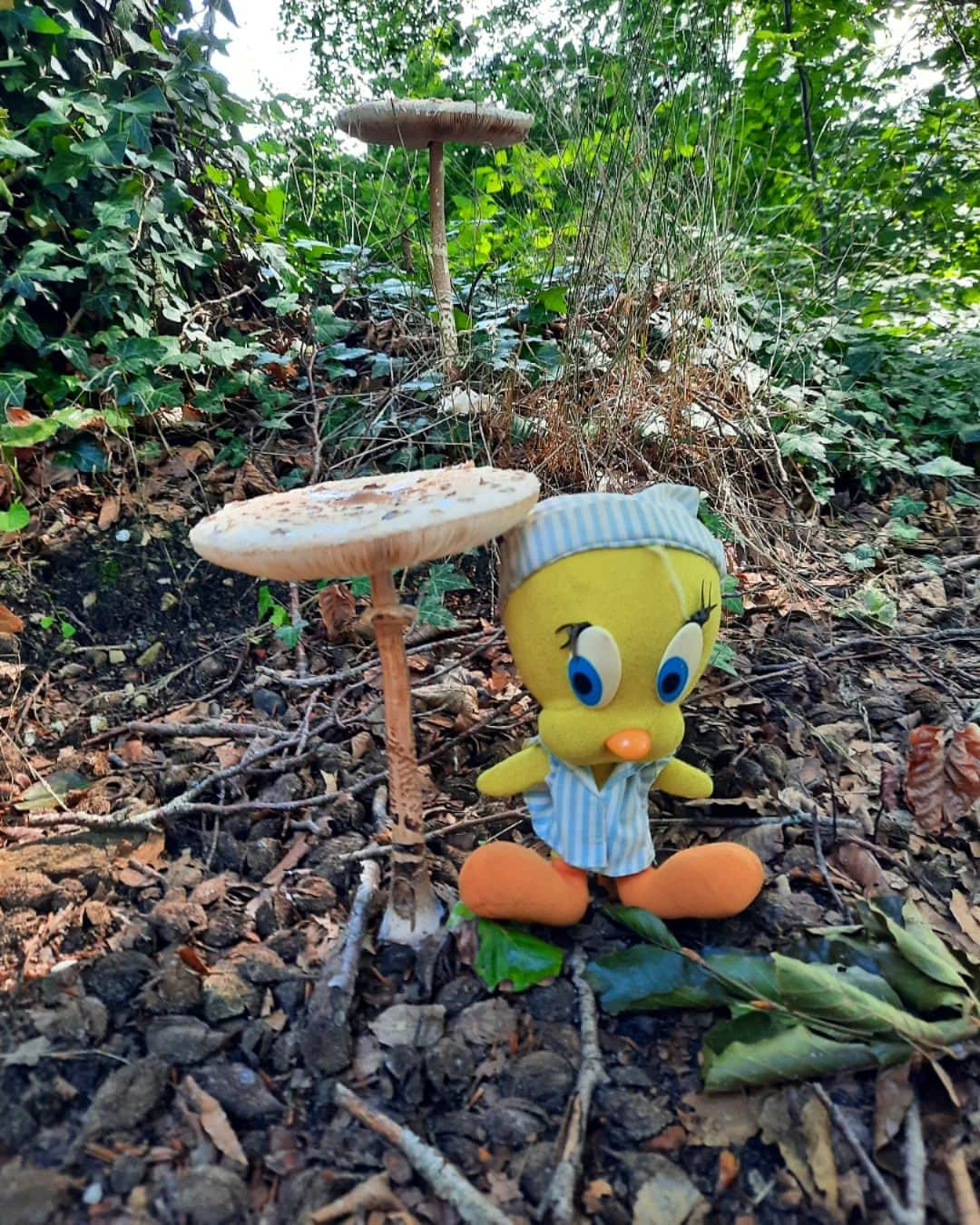 Little Yellow Birdのインスタグラム：「The mushrooms are early this year. And big! #littleyellowbird #tweety #tweetykweelapis #adventures #yellow #bird #wednesday #forest #bos #forestwalk #walking #boswandeling #september #mushroom #paddestoelen #autumn #stuffedanimalsofinstagram #plushiesofinstagram」