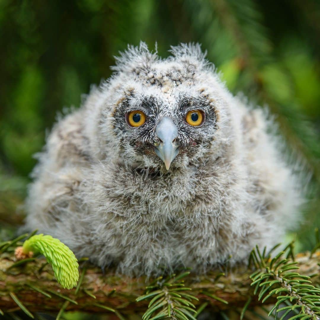 アニマルプラネットさんのインスタグラム写真 - (アニマルプラネットInstagram)「Scraggly boy 🪶🦉🪶  A baby long-eared #owl sits in a tree.  #Animals」9月6日 22時00分 - animalplanet