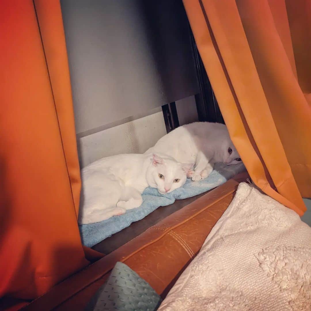 岡田屋鉄蔵のインスタグラム：「あら仲良し」